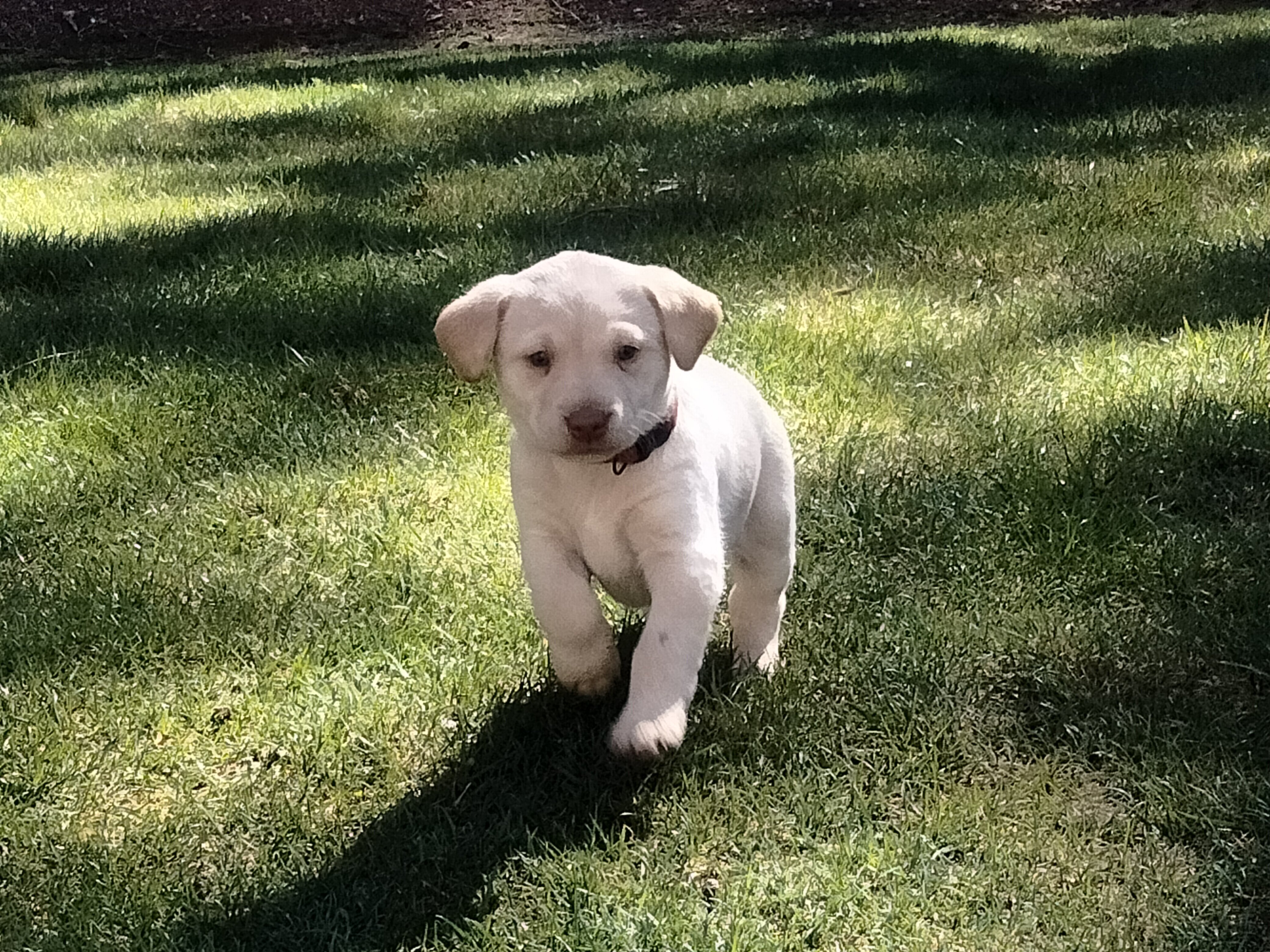 Labrador puppies image 3