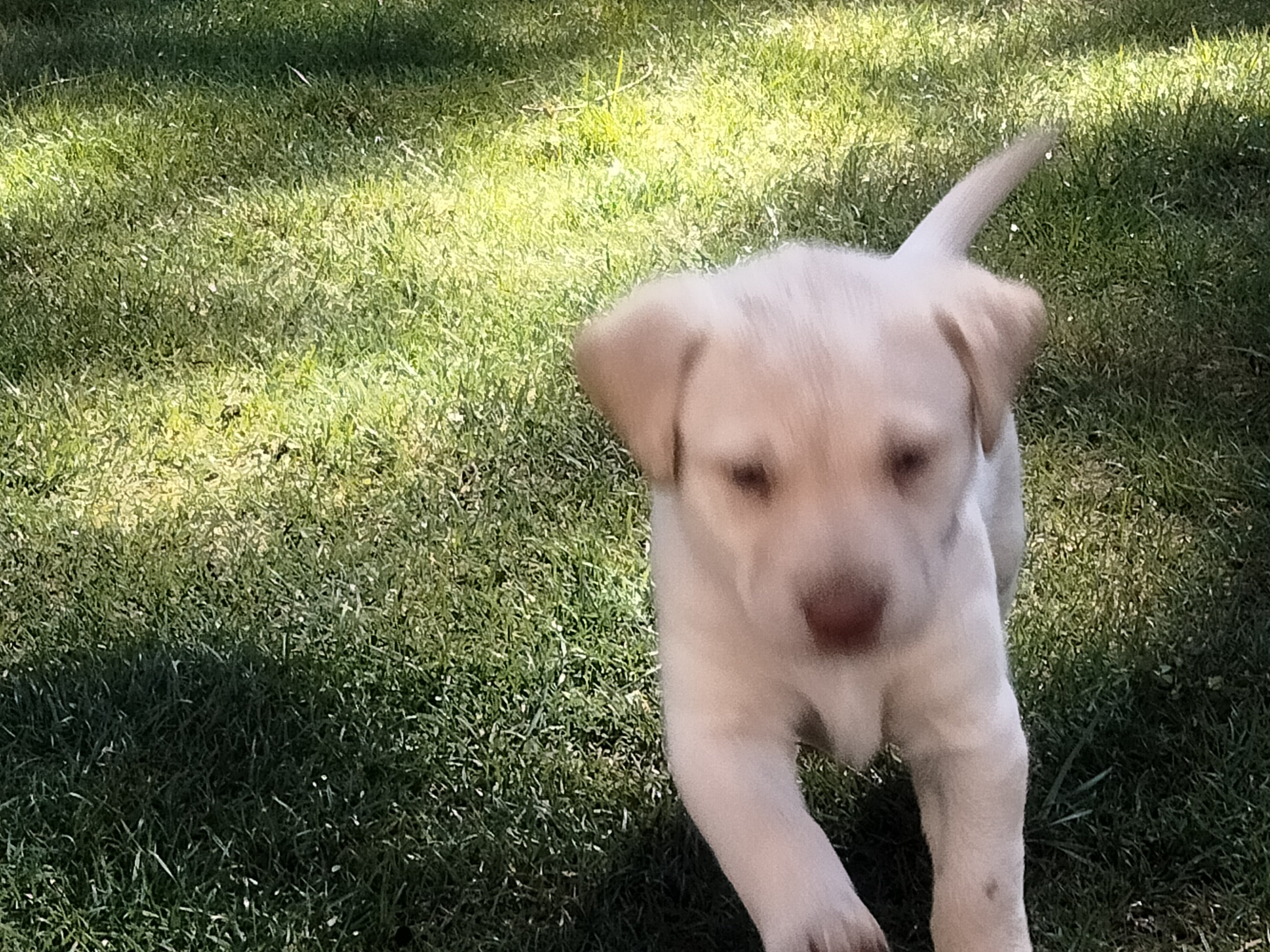Labrador puppies image 2