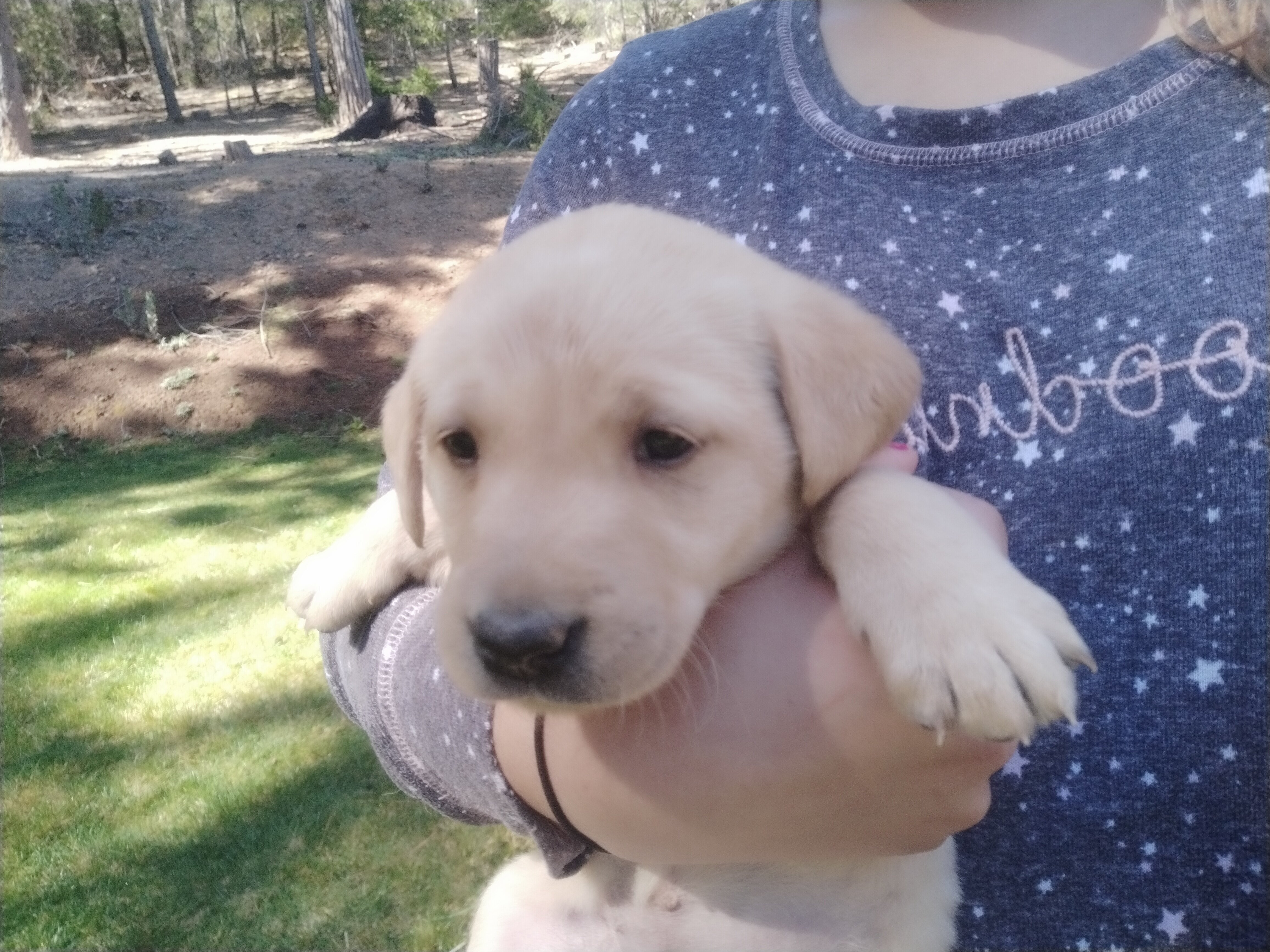 Labrador puppies image 1