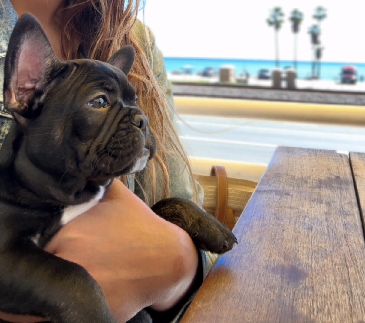 Frenchie Bulldog image 1
