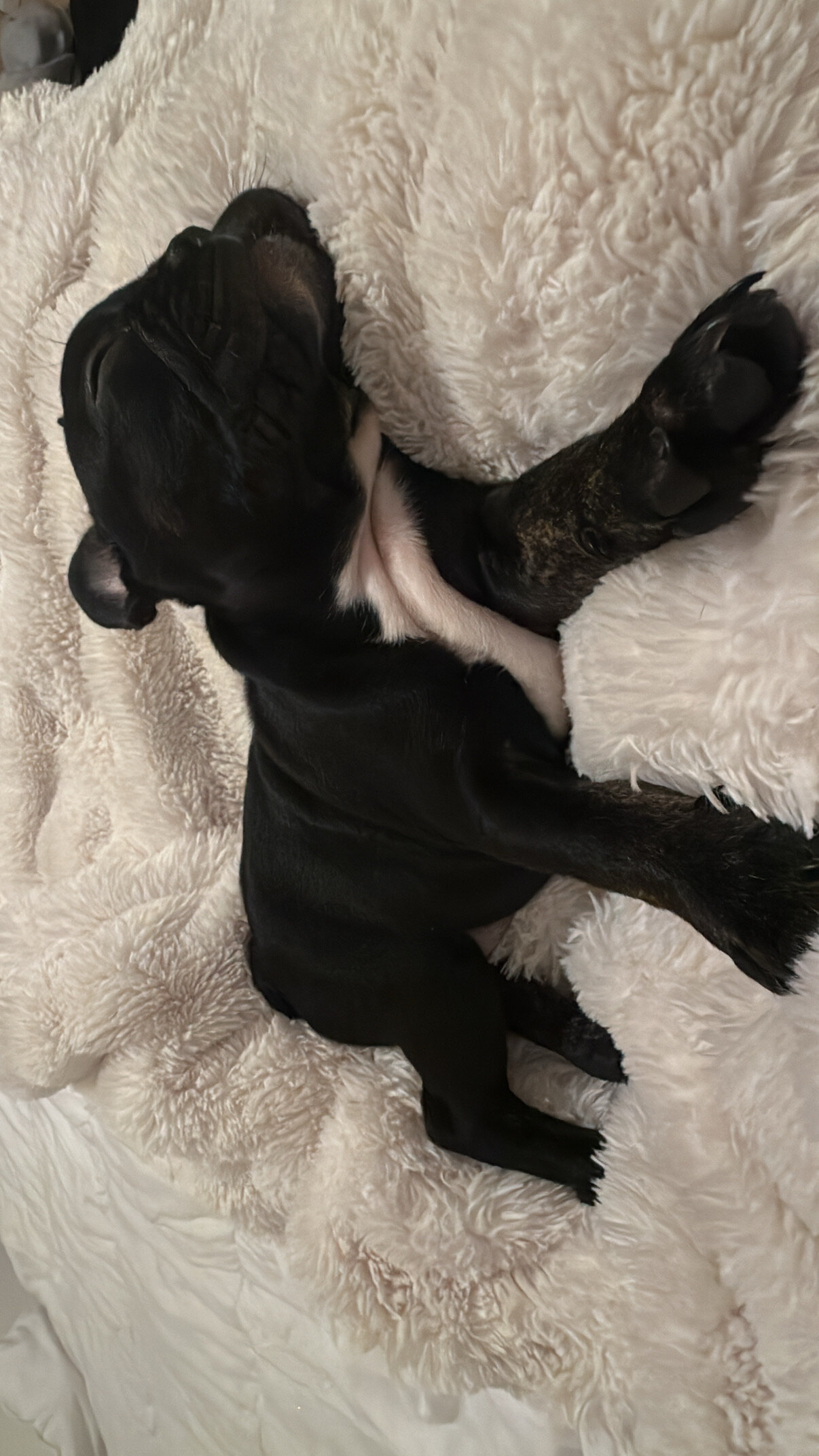 Frenchie Bulldog image 3