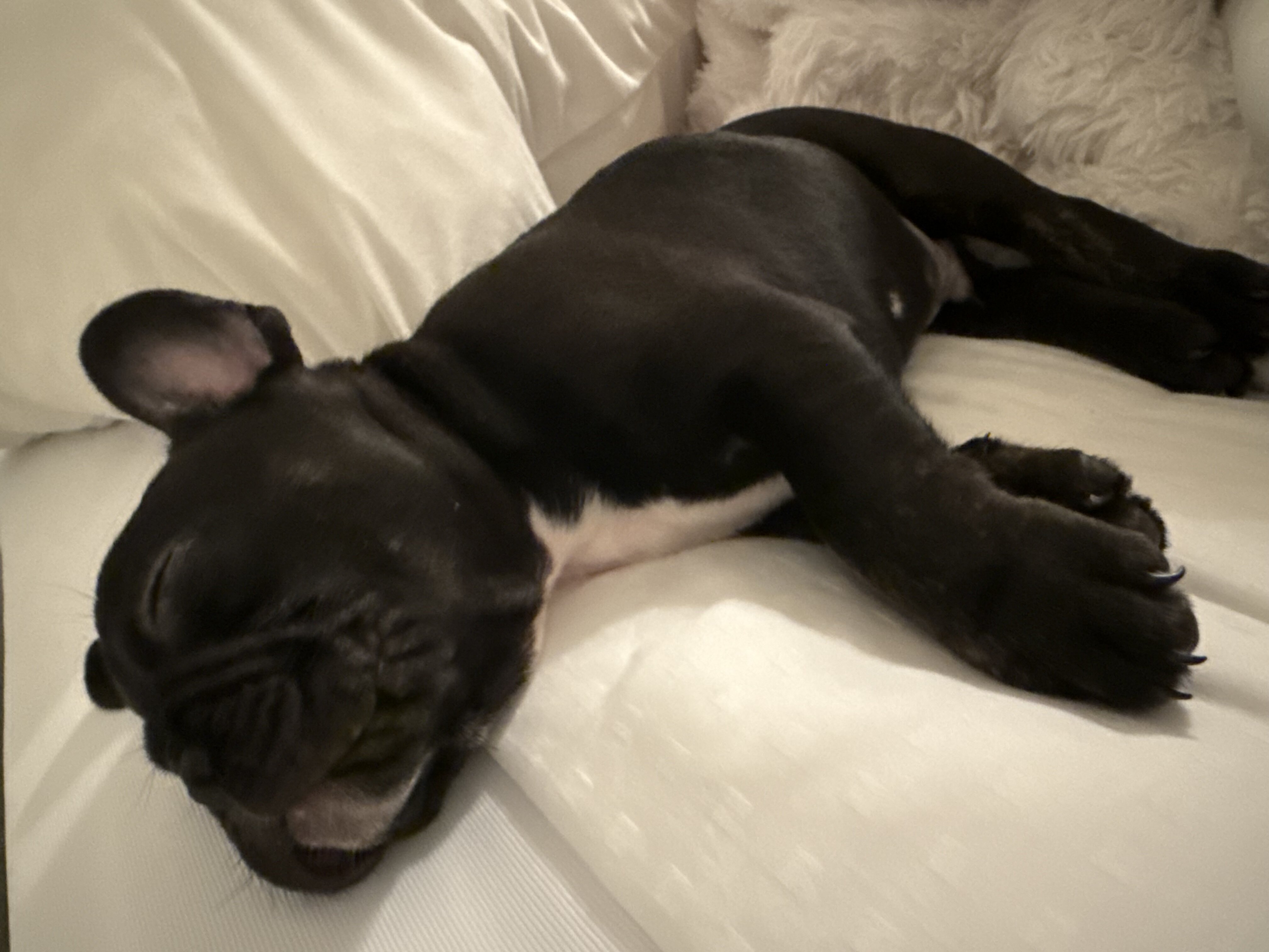 Frenchie Bulldog image 4