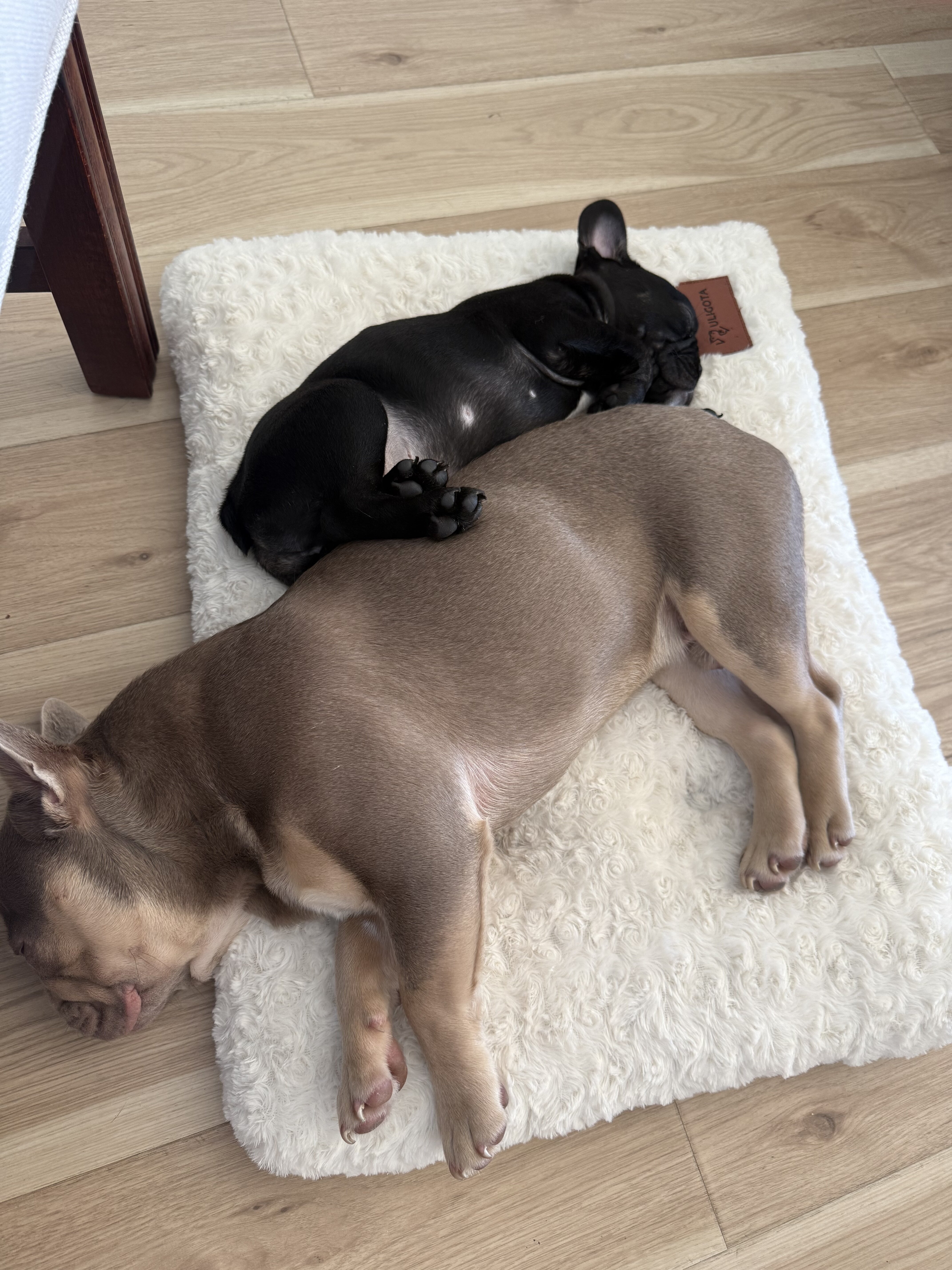 Frenchie Bulldog image 2
