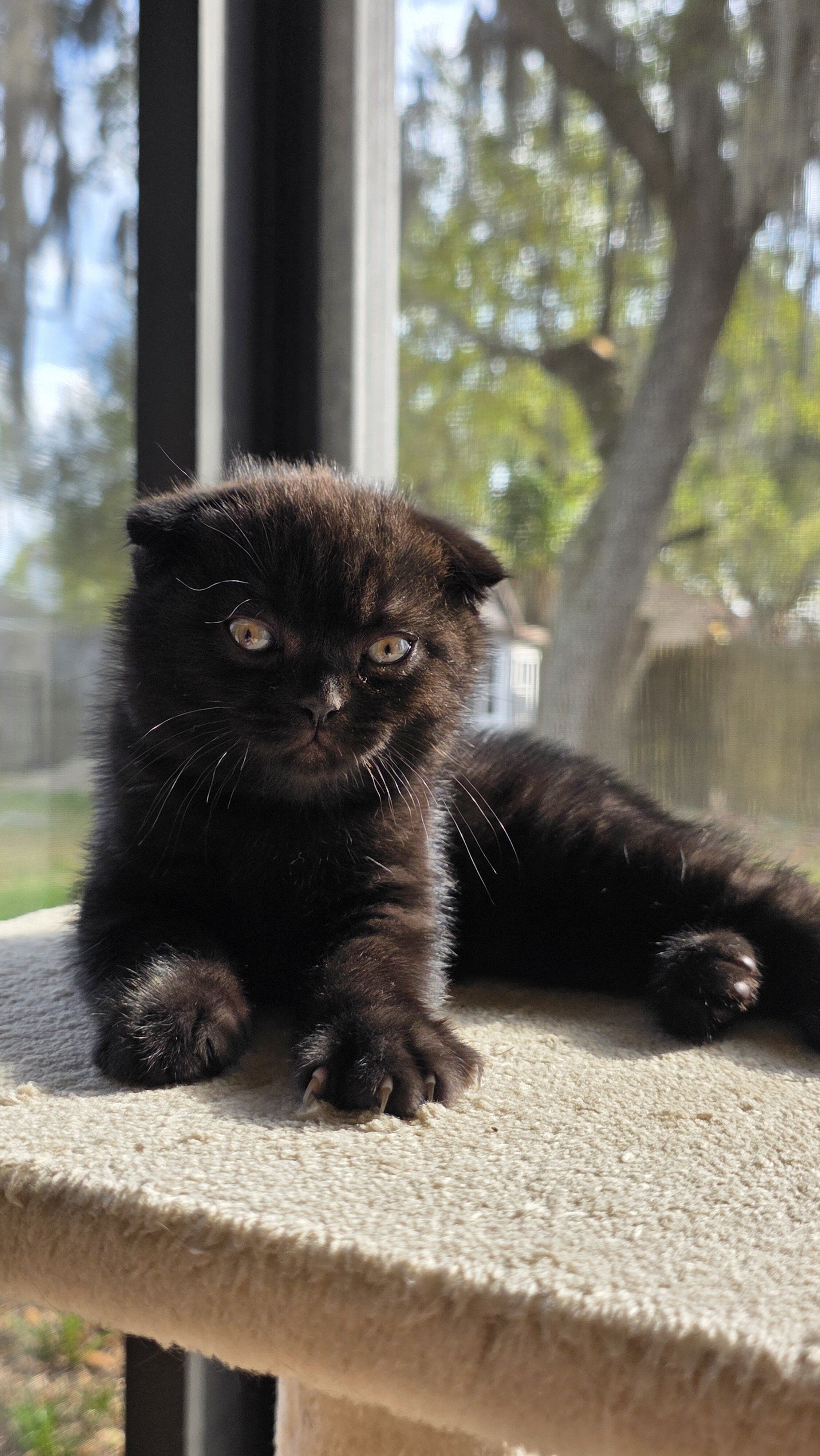 Scottish fold, straight image 10