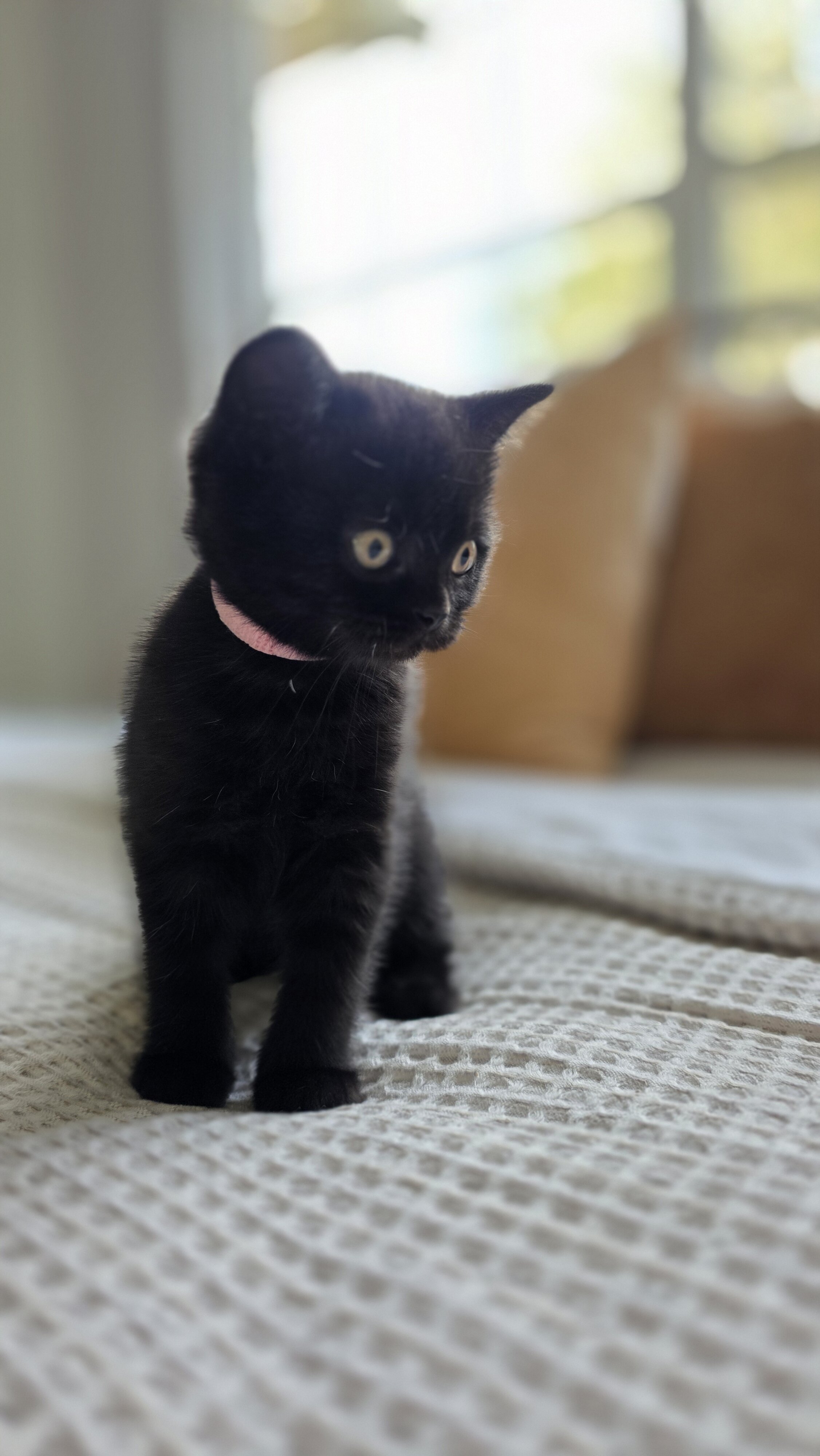 Scottish fold, straight image 9