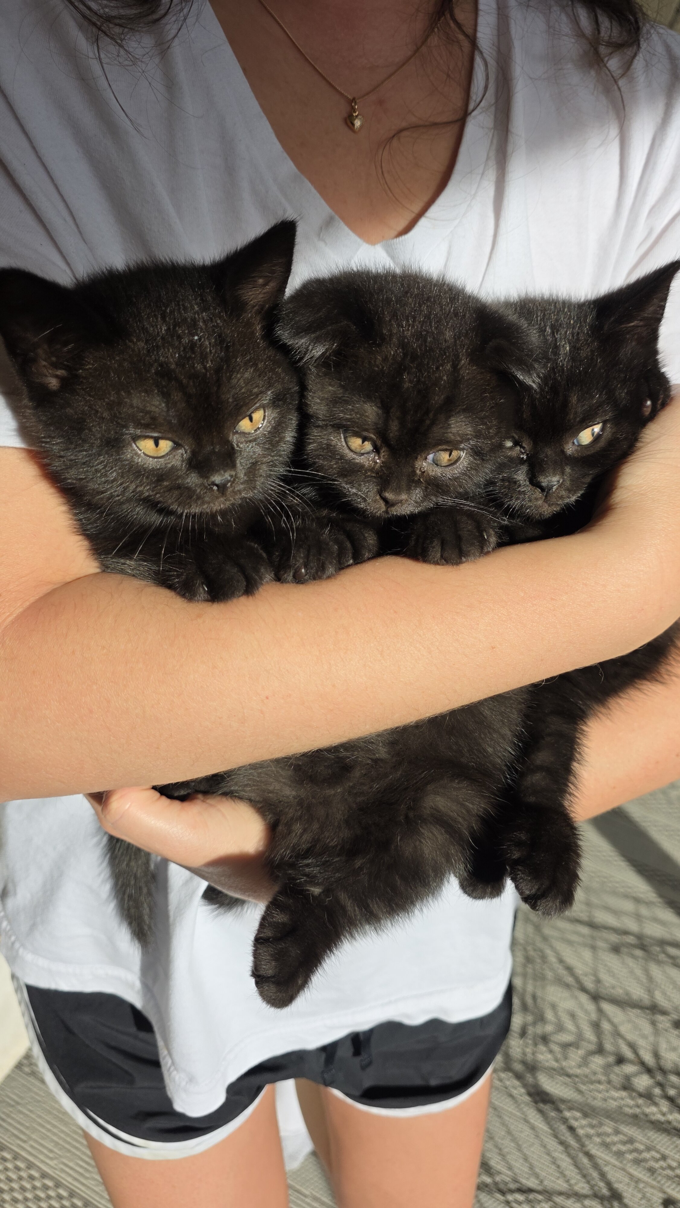 Scottish fold, straight image 3