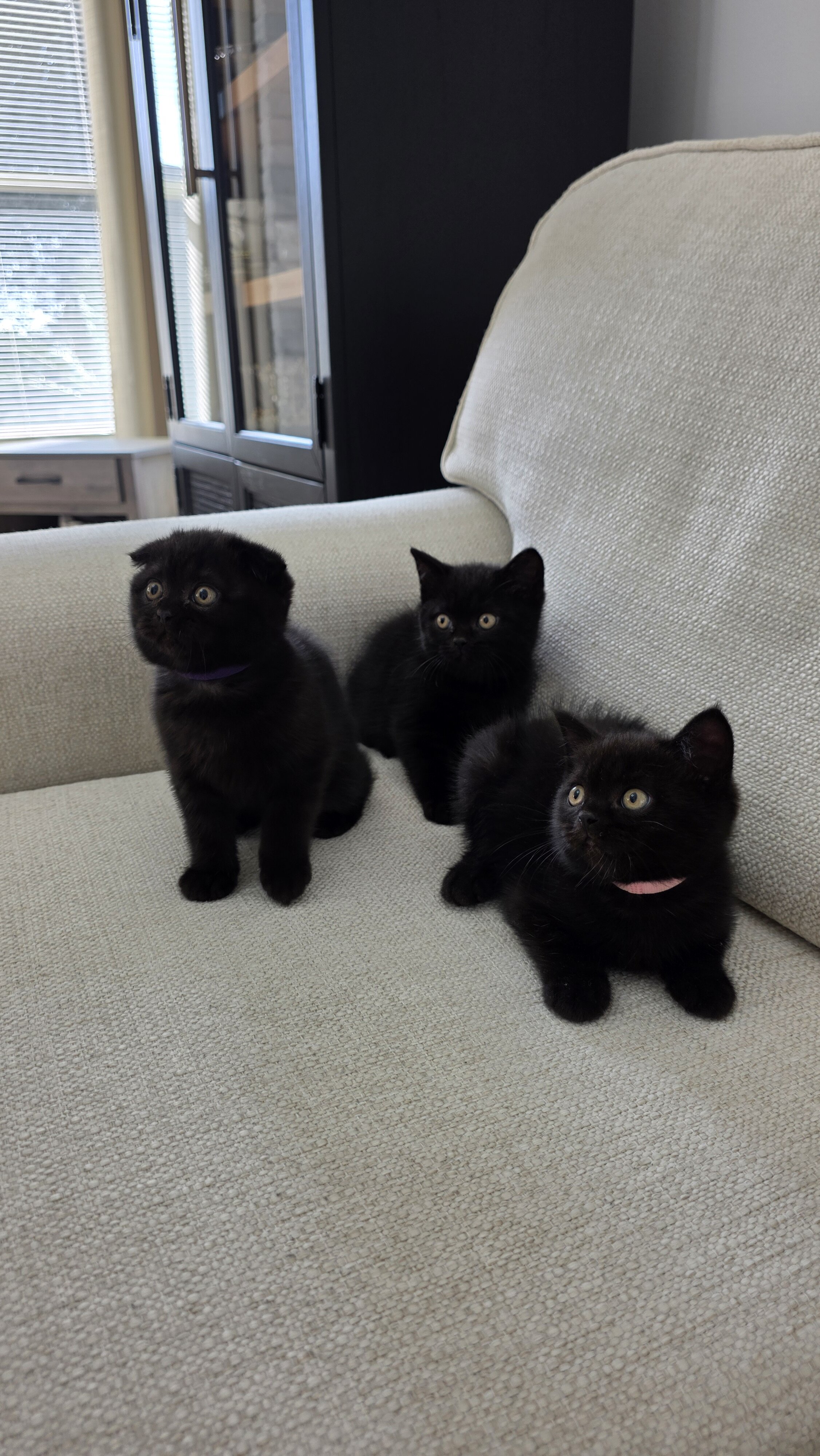 Scottish fold, straight image 4