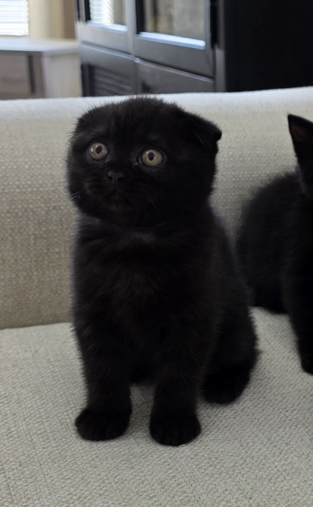 Scottish fold, straight image 1