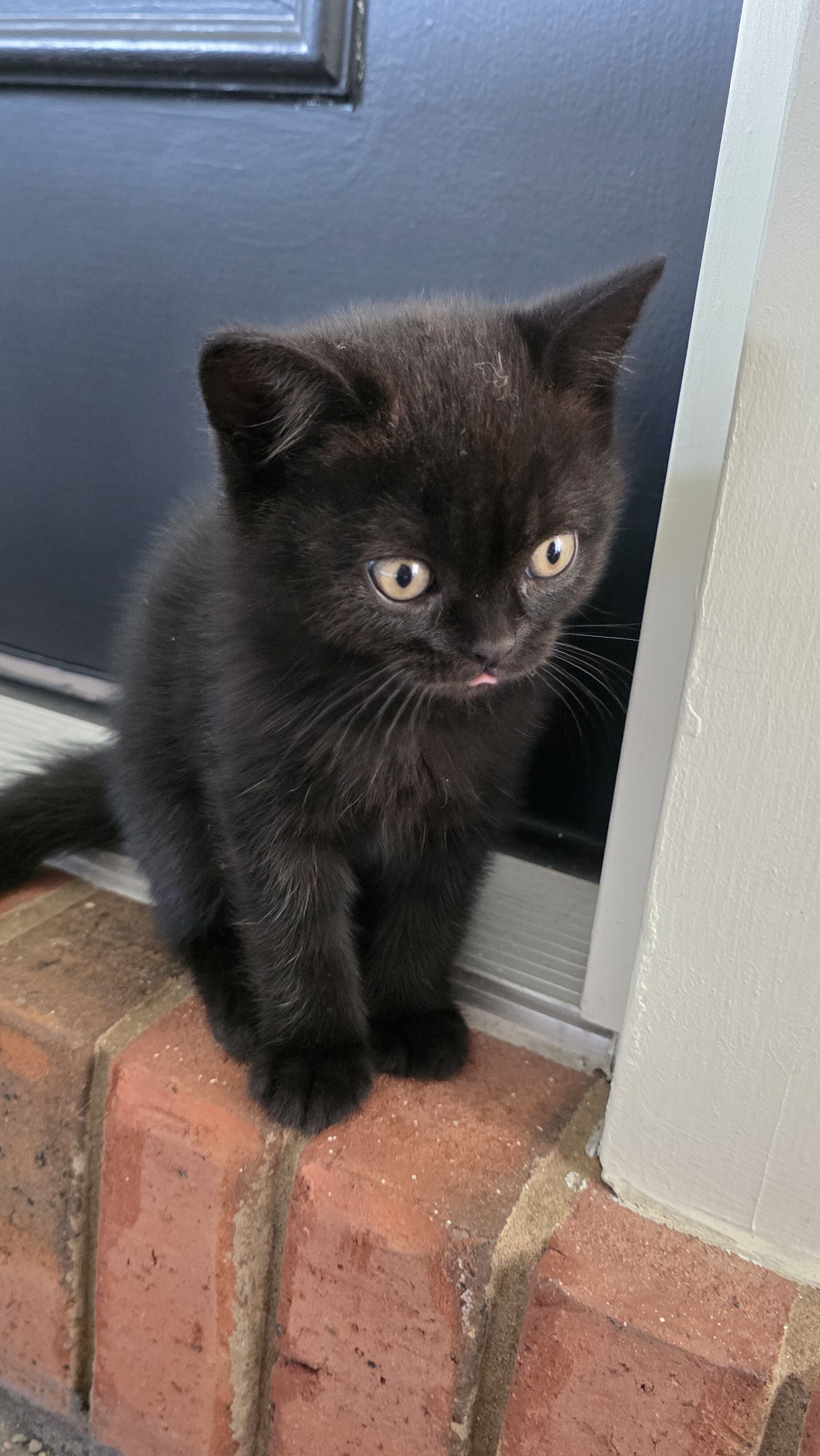 Scottish fold, straight image 8