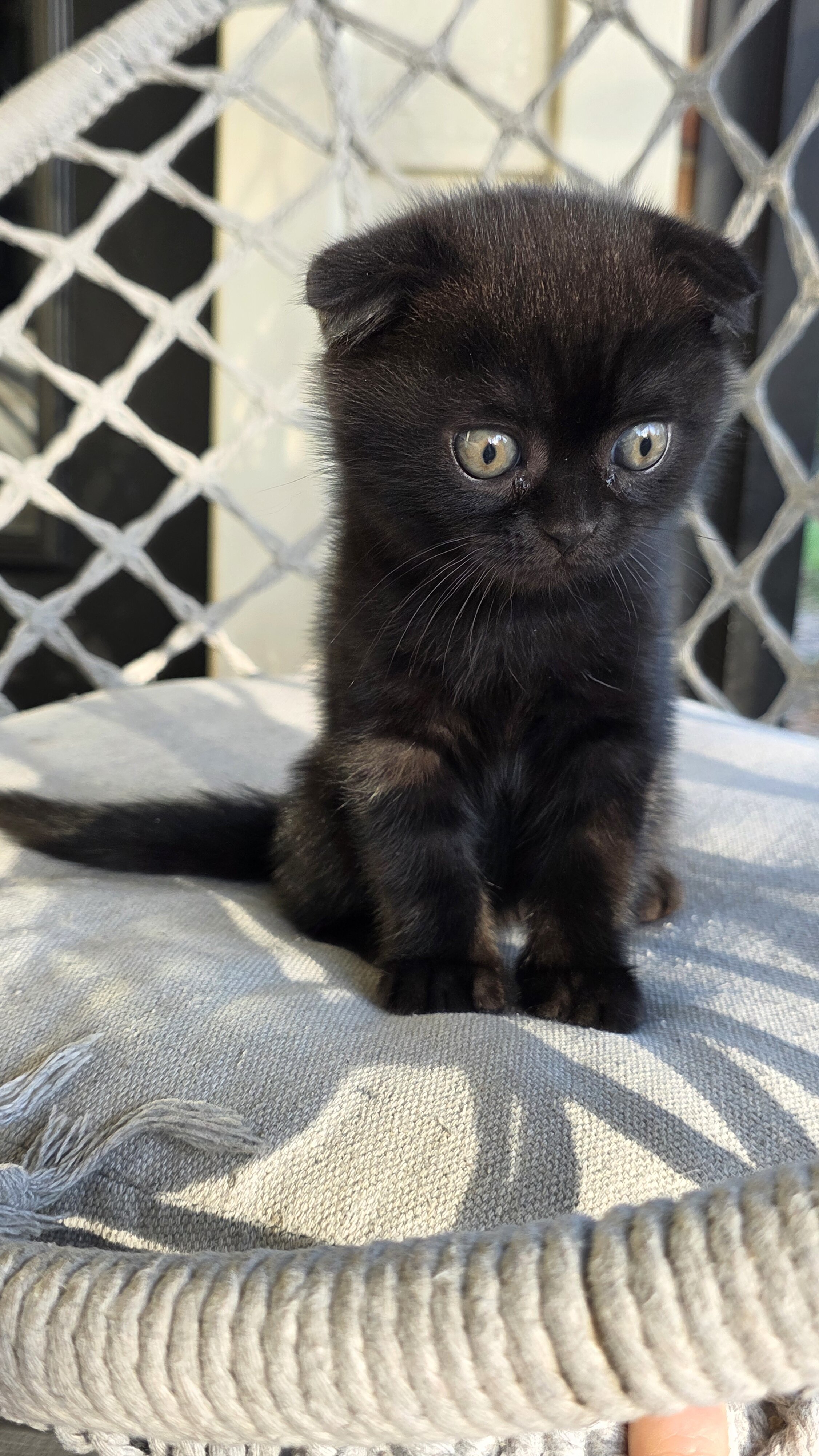 Scottish fold, straight image 2
