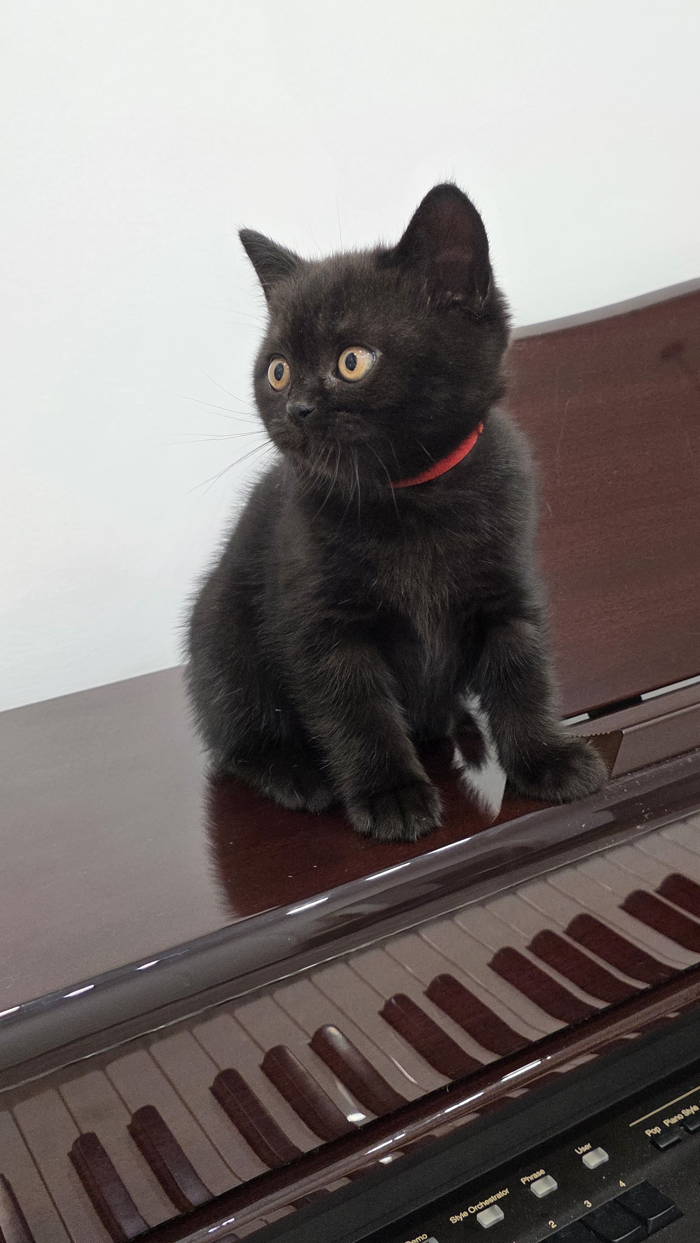 Scottish fold, straight image 5