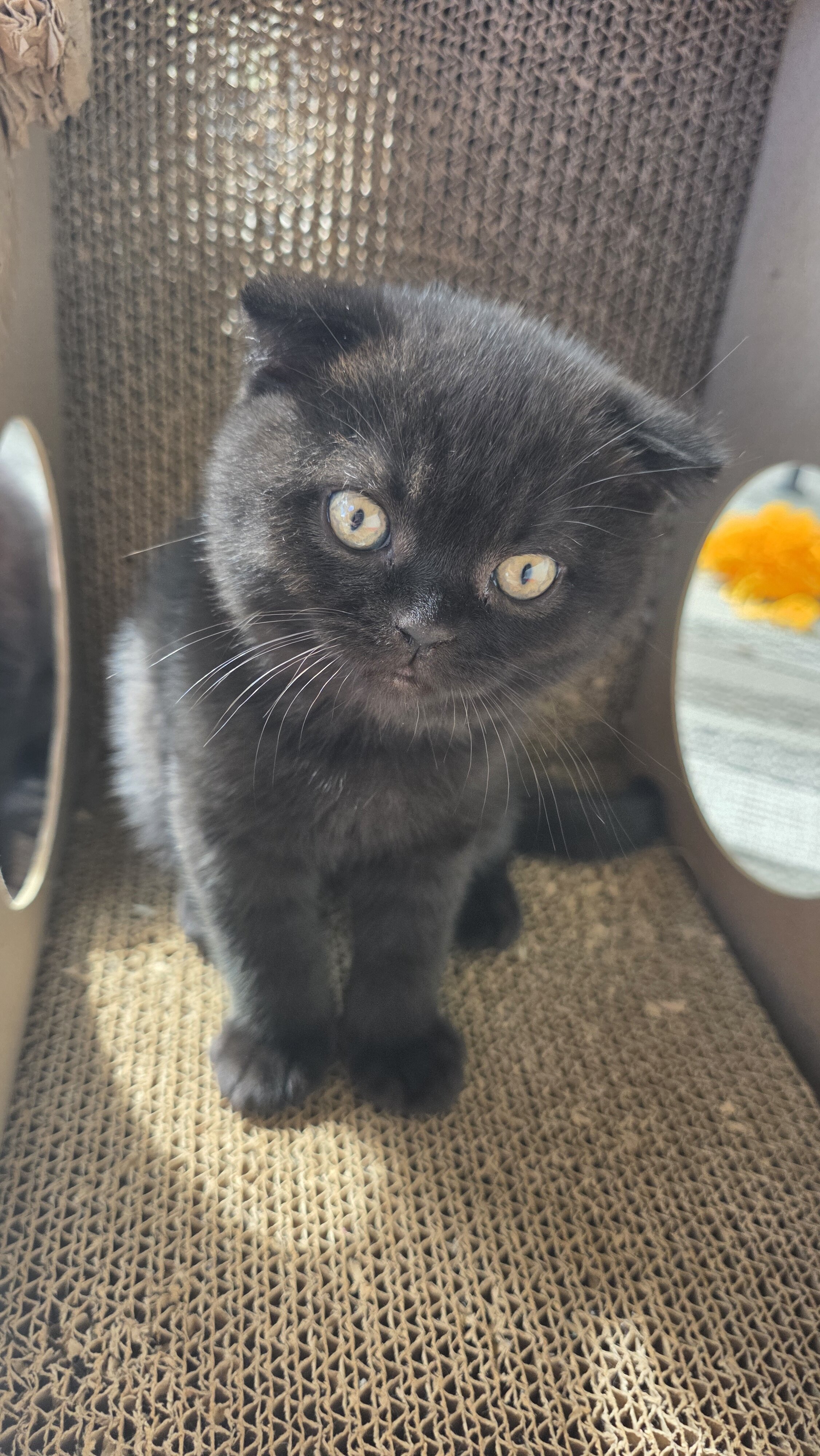 Scottish fold, straight image 7