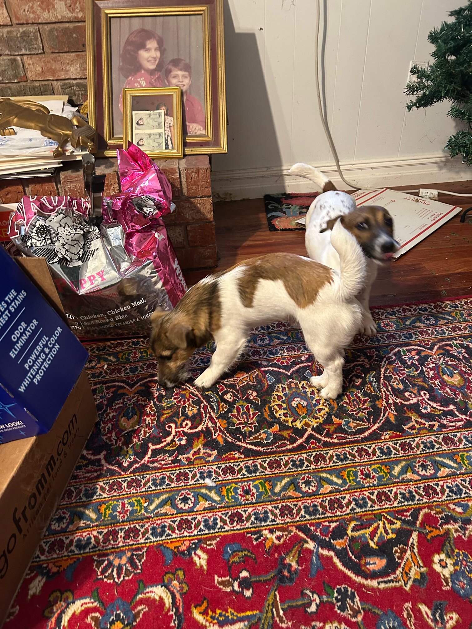 2 English Jack Russell Terriers image 2