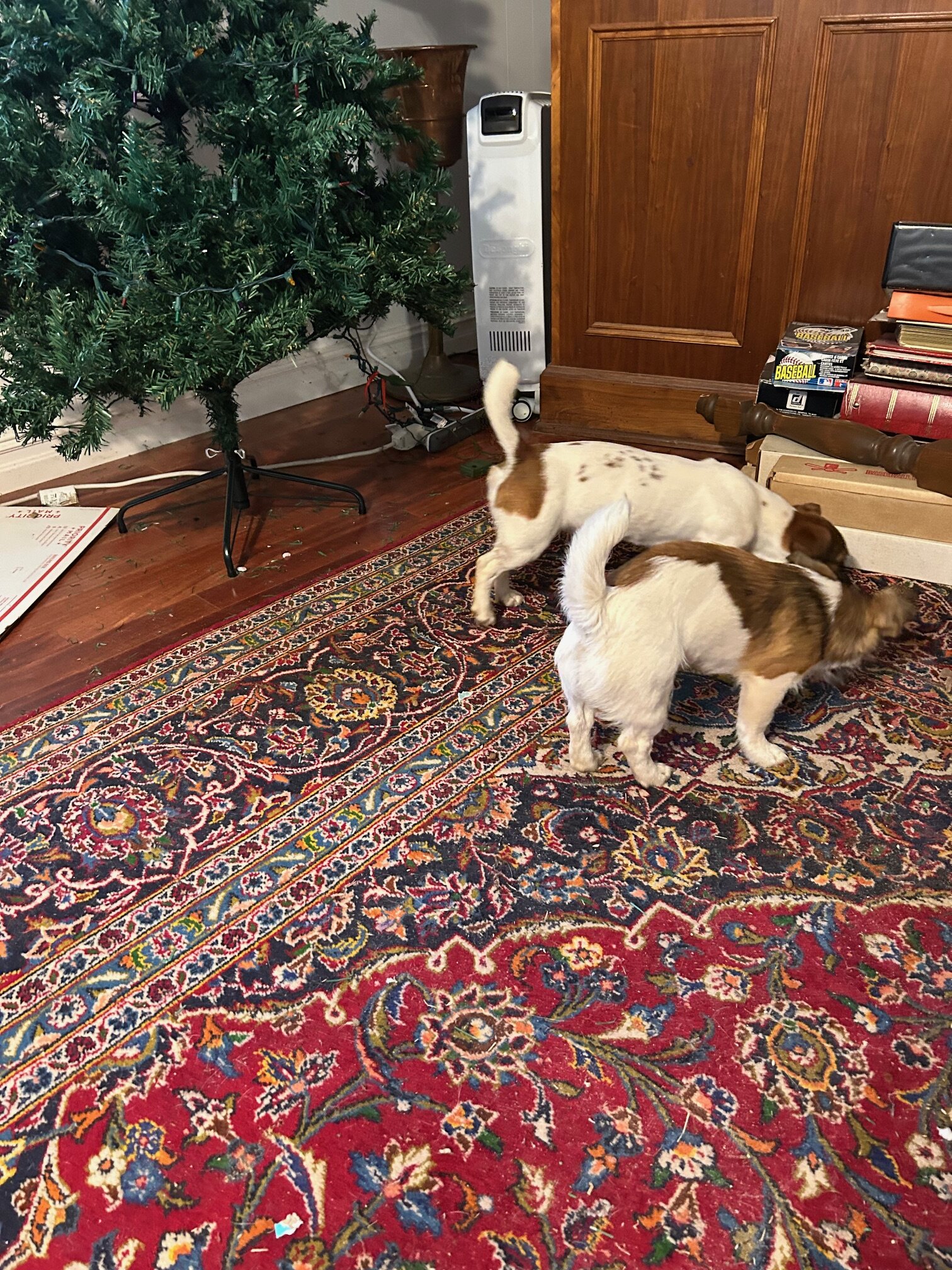 2 English Jack Russell Terriers image 3