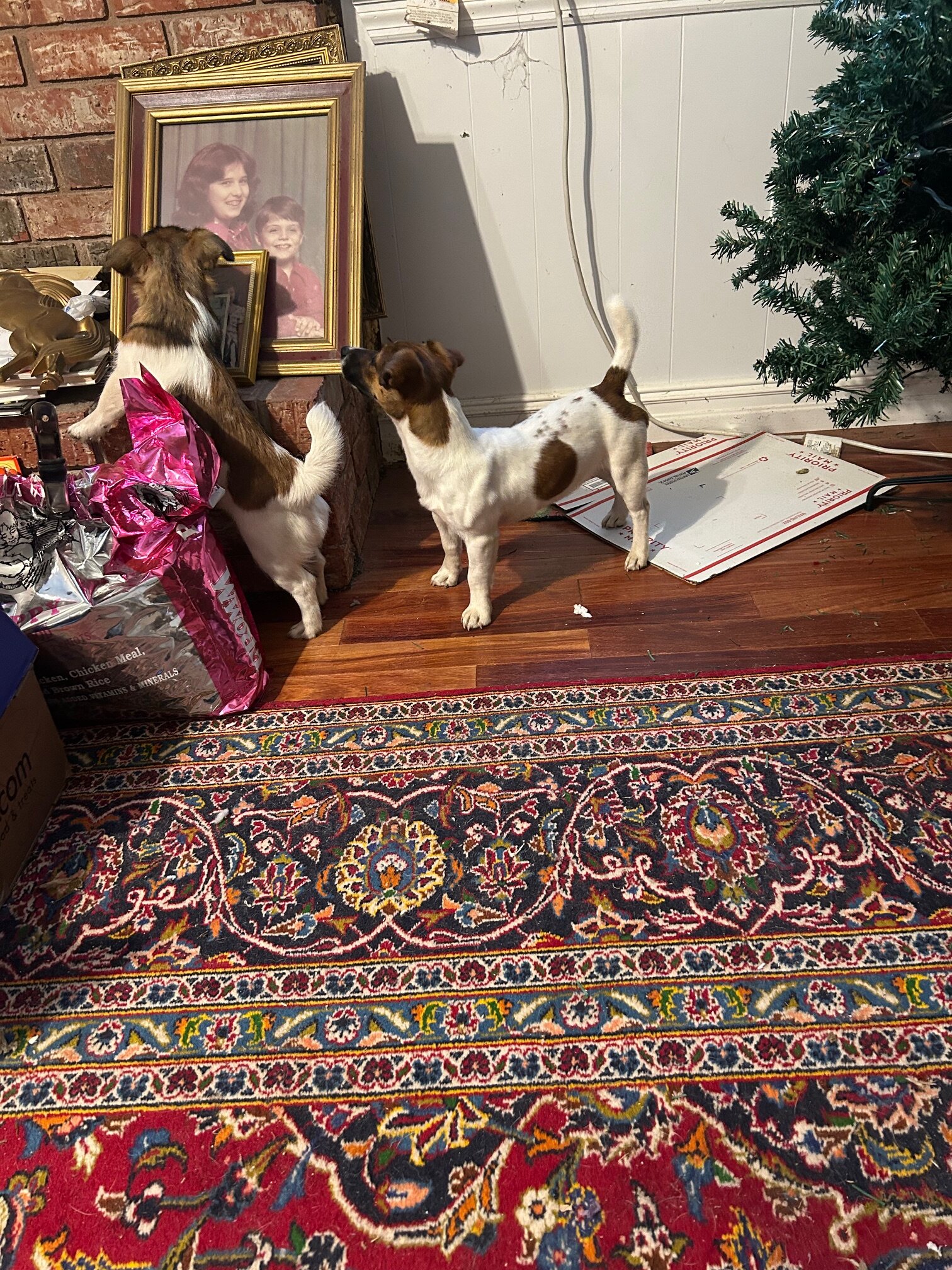 2 English Jack Russell Terriers image 4