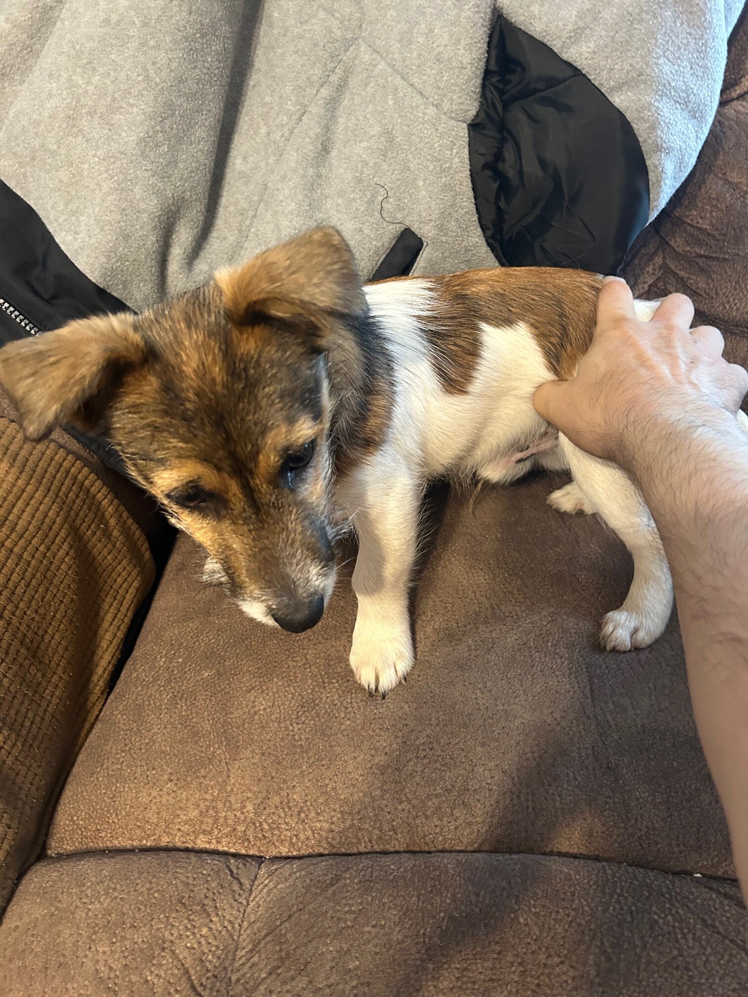 2 English Jack Russell Terriers image 6