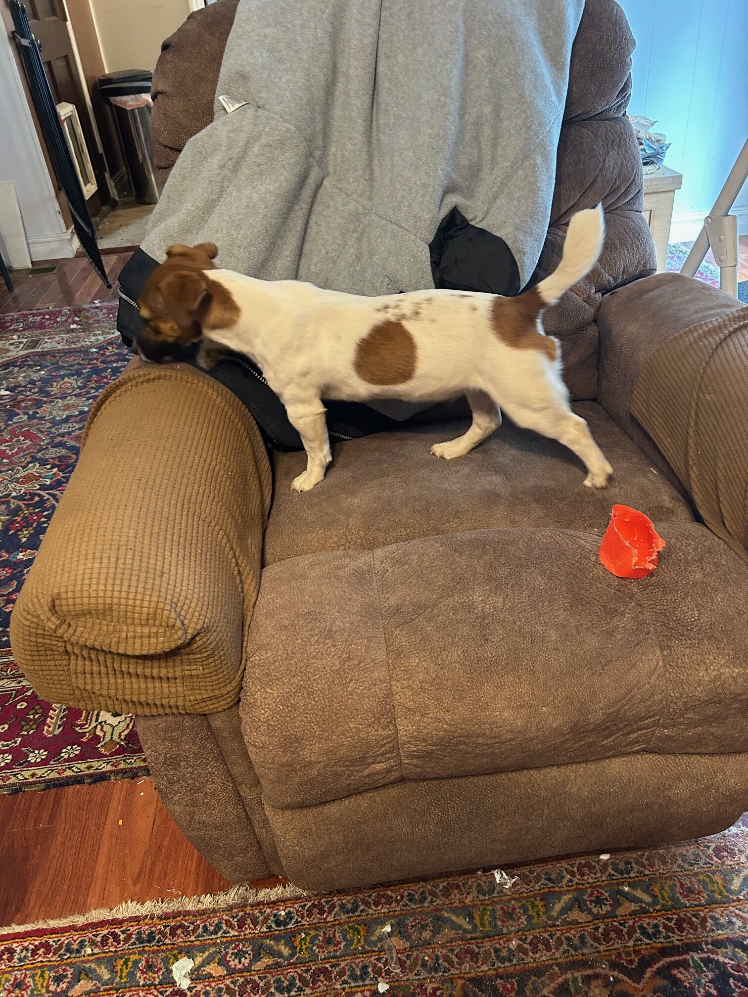 2 English Jack Russell Terriers image 8