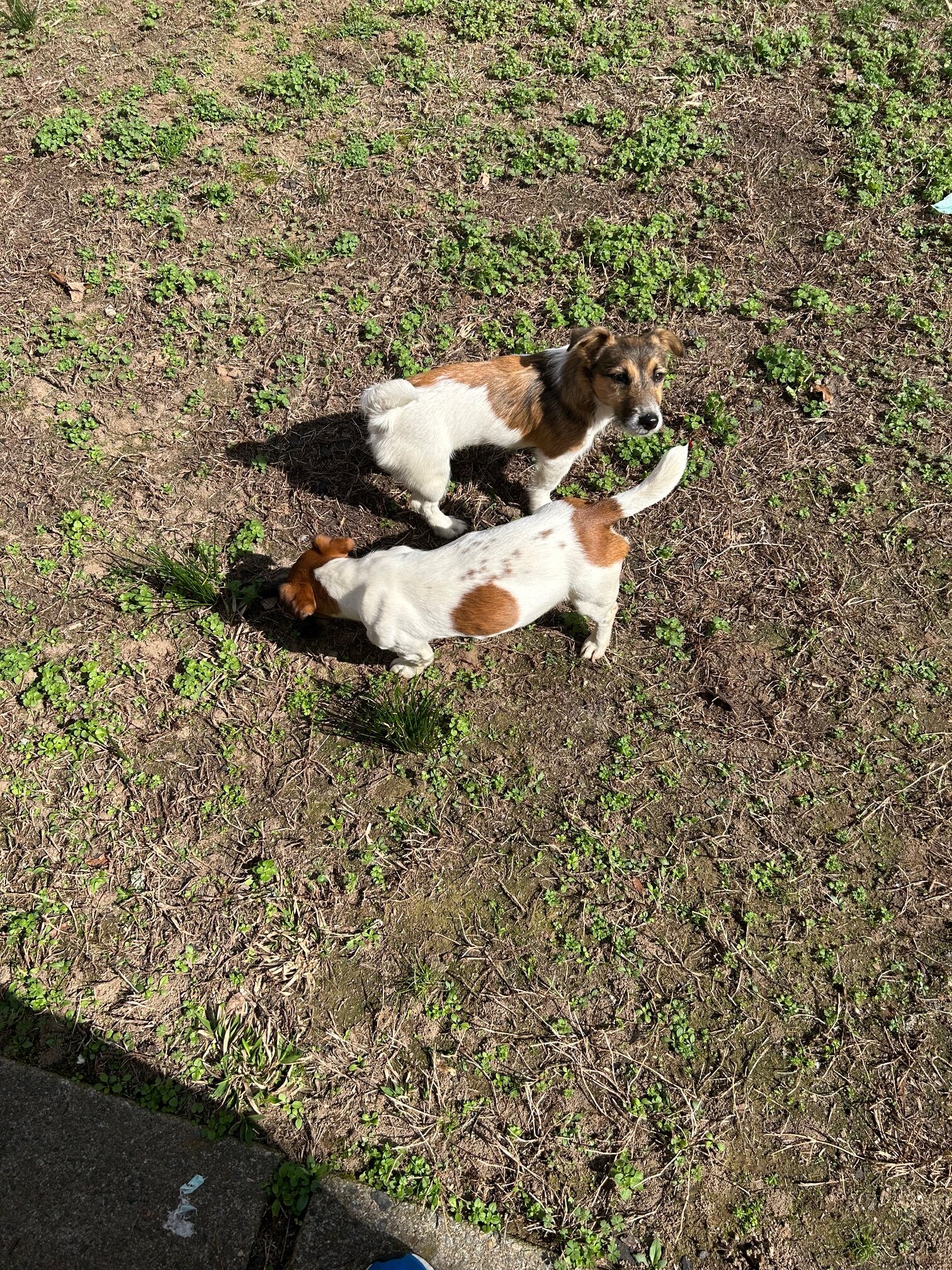 2 English Jack Russell Terriers image 9