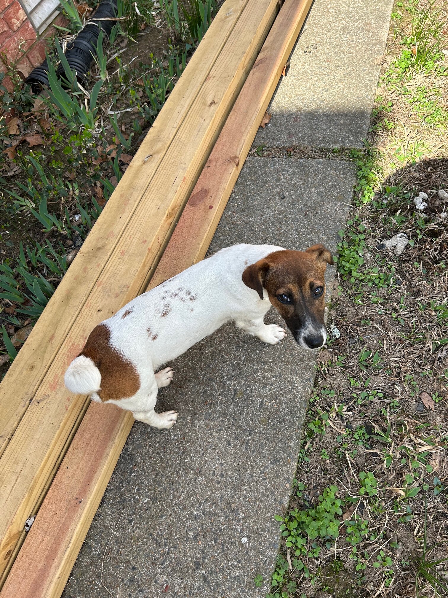 2 English Jack Russell Terriers image 10