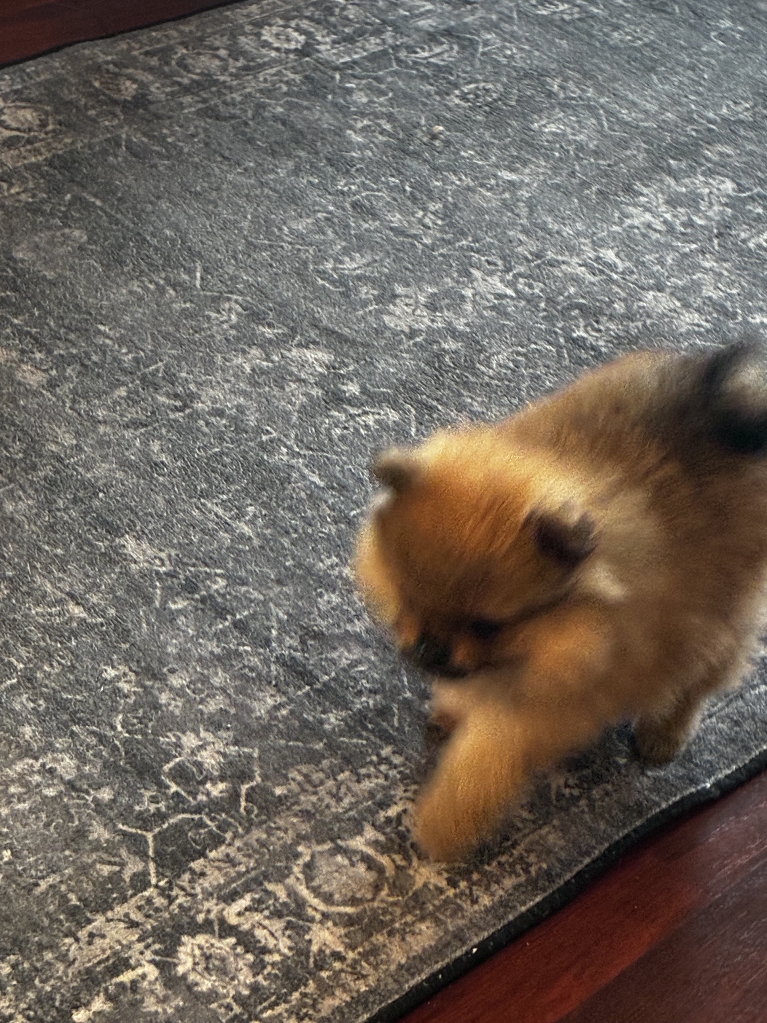 Dogs image 3