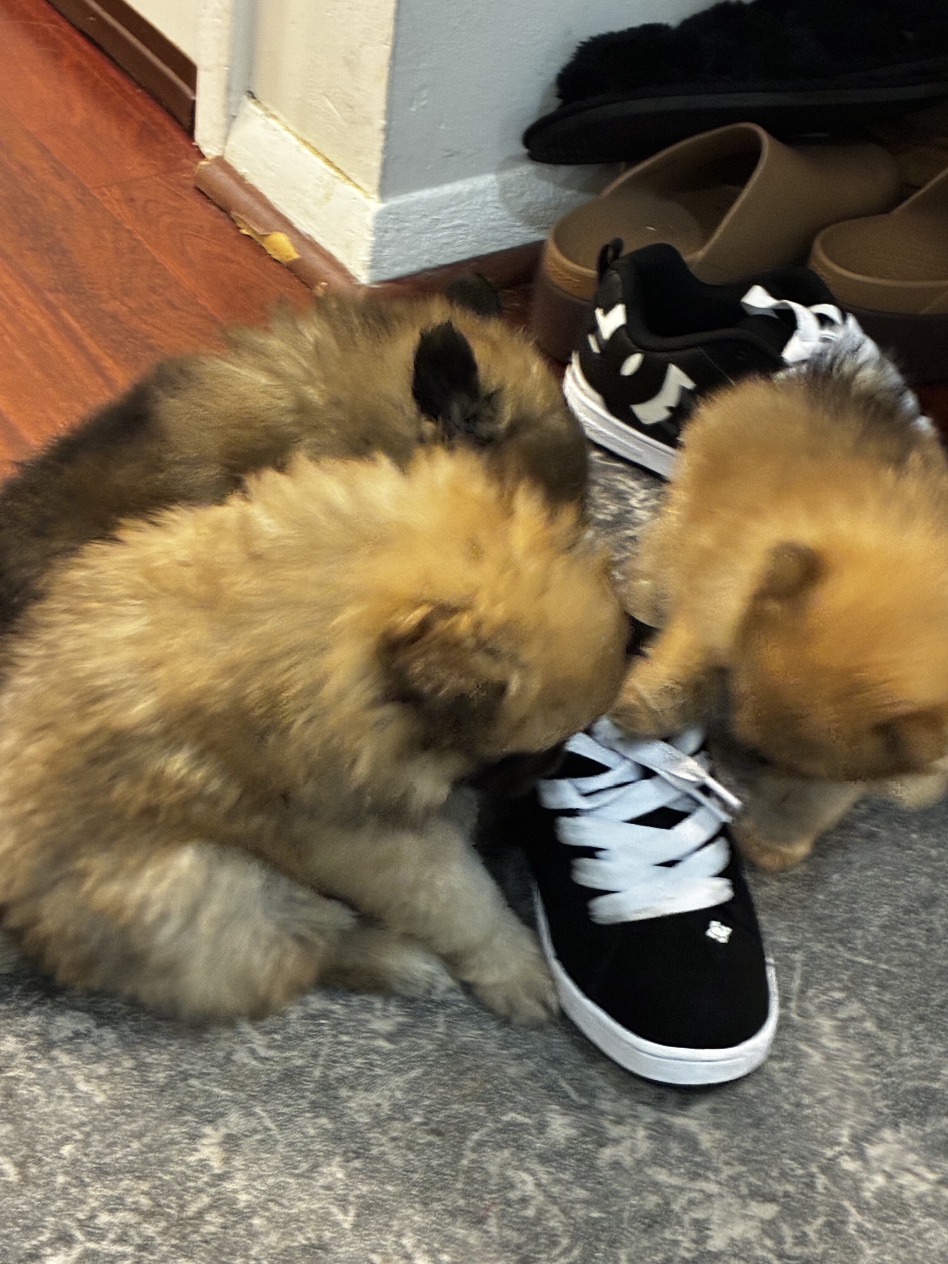 Dogs image 2