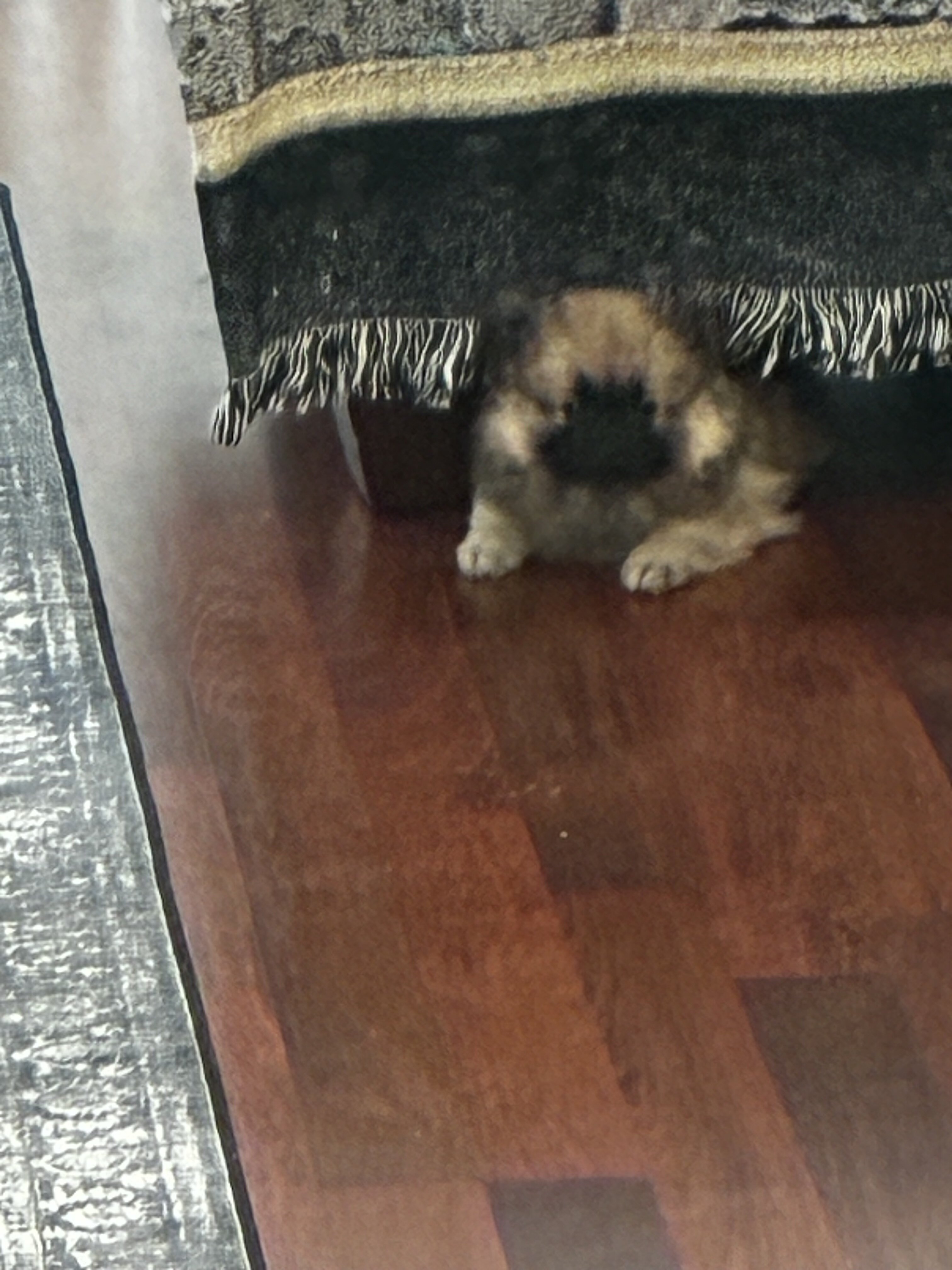Dogs image 1