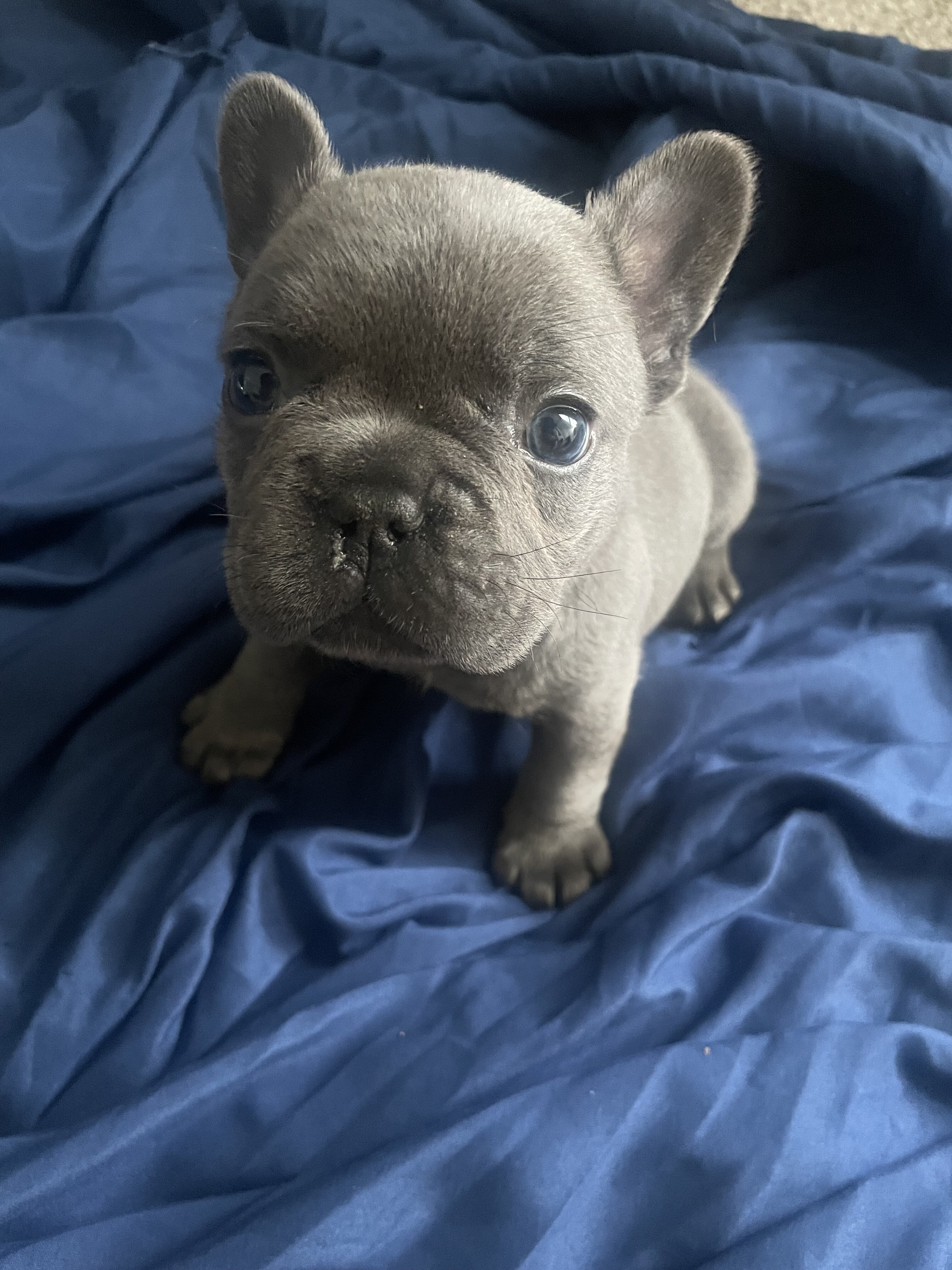 Male French bulldog image 3