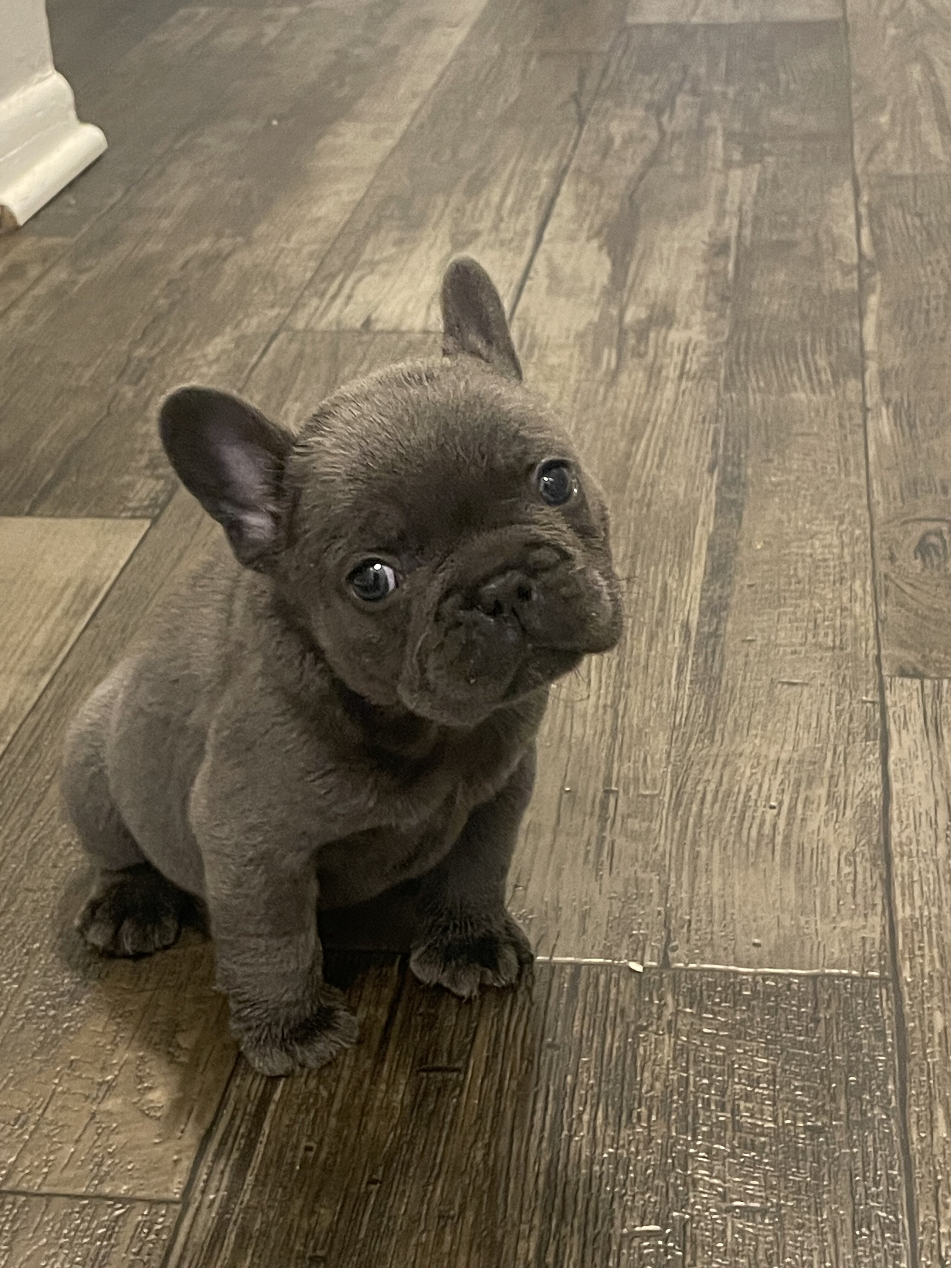 Male French bulldog image 2