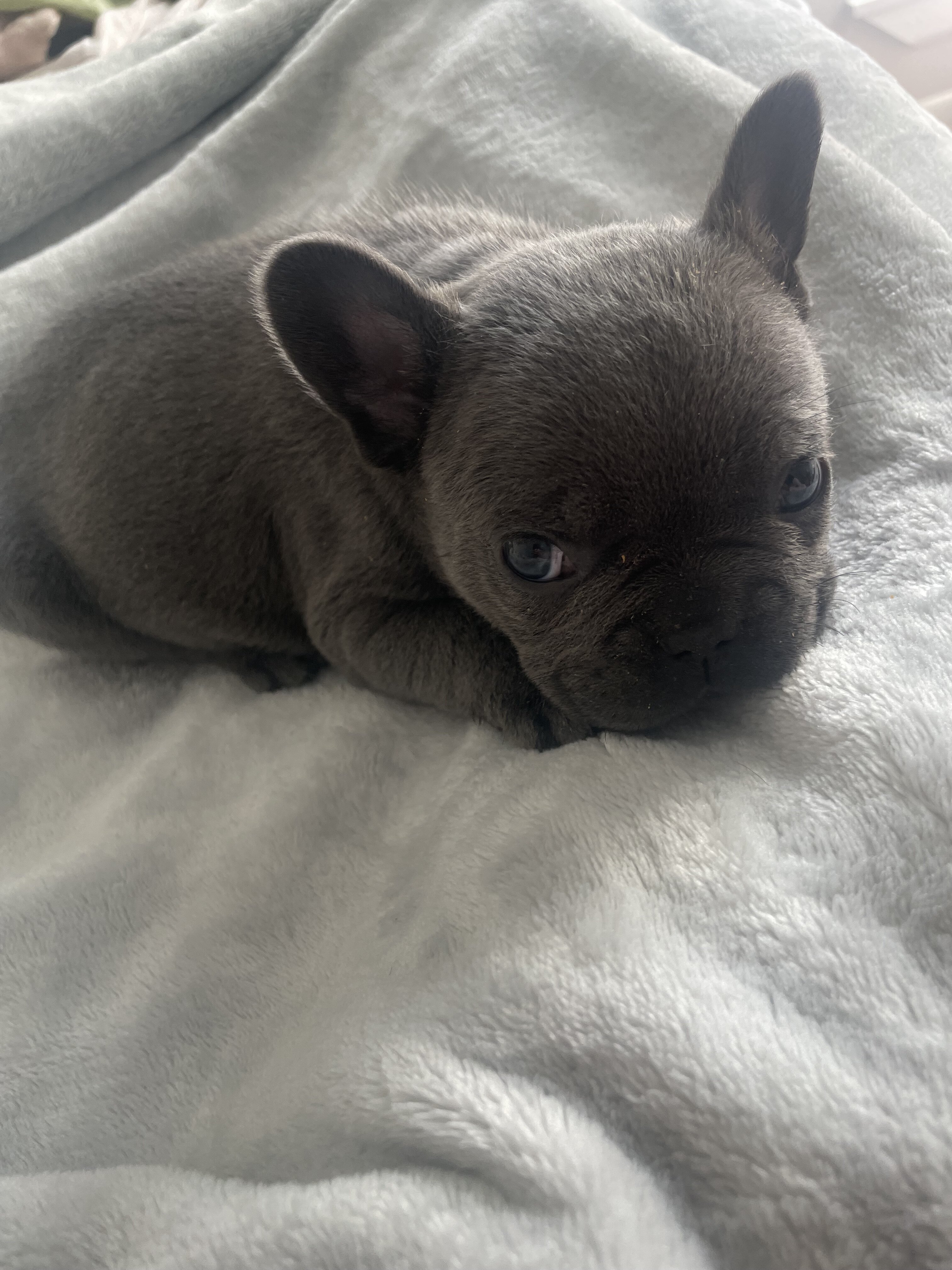Male French bulldog image 4