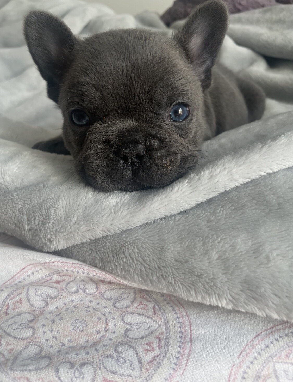 Male French bulldog image 1