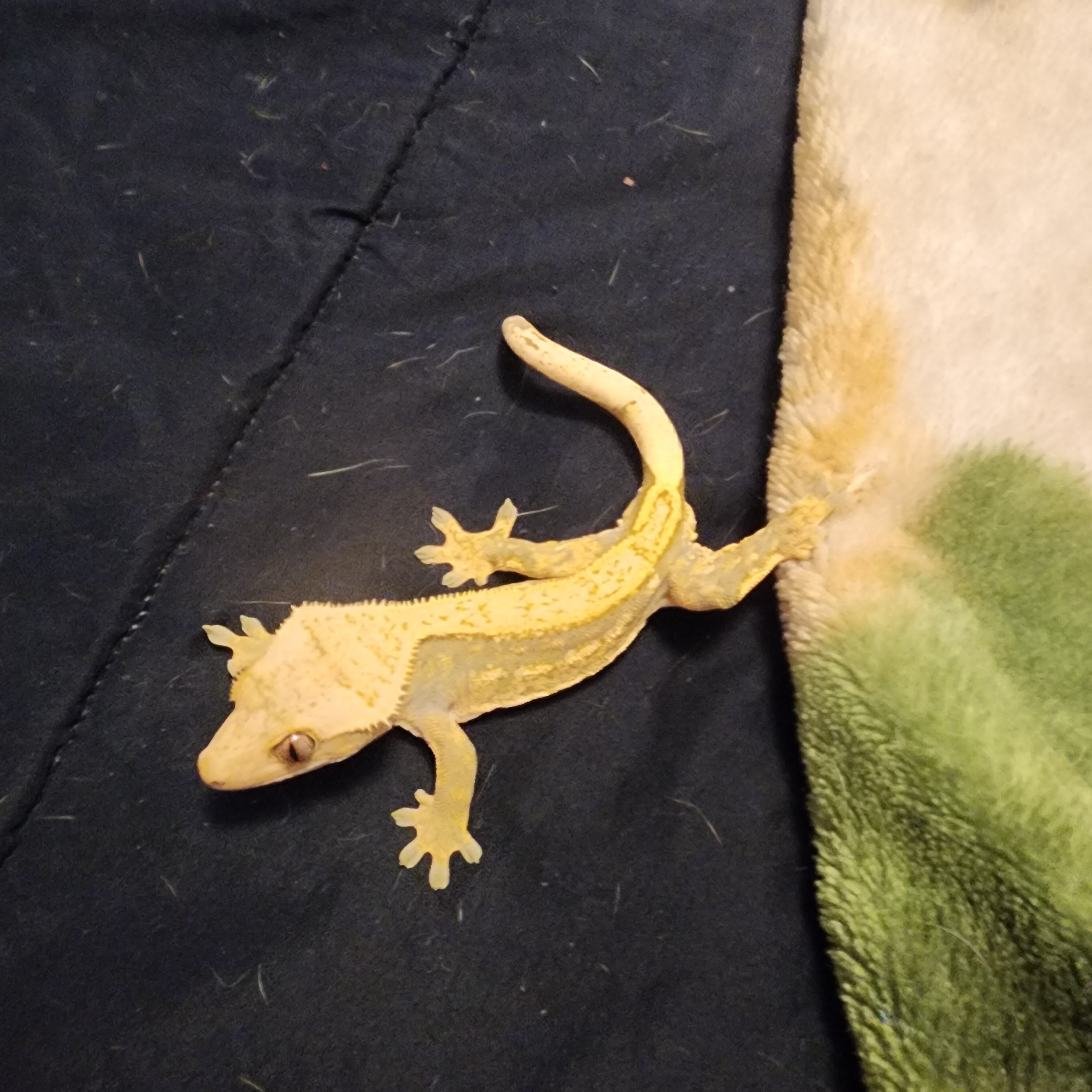 Crested geckos image 5