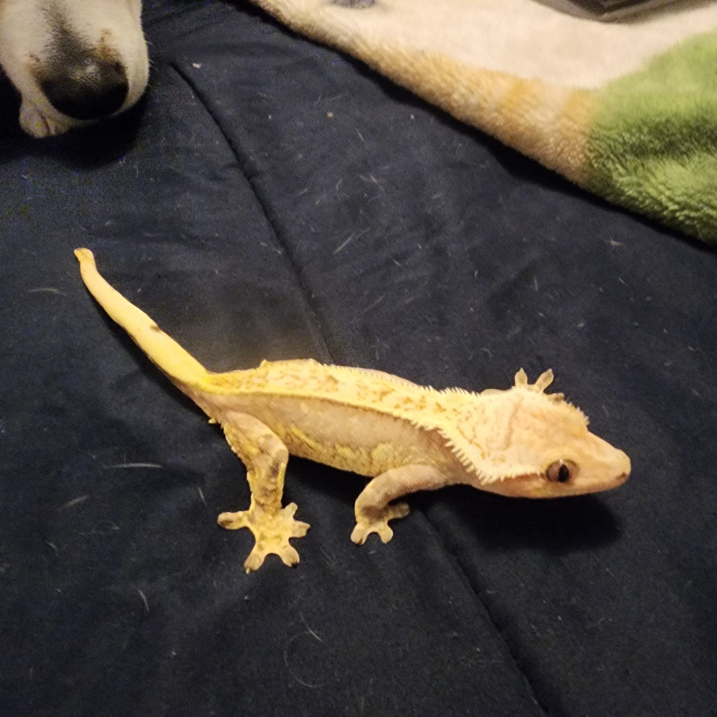 Crested geckos image 4