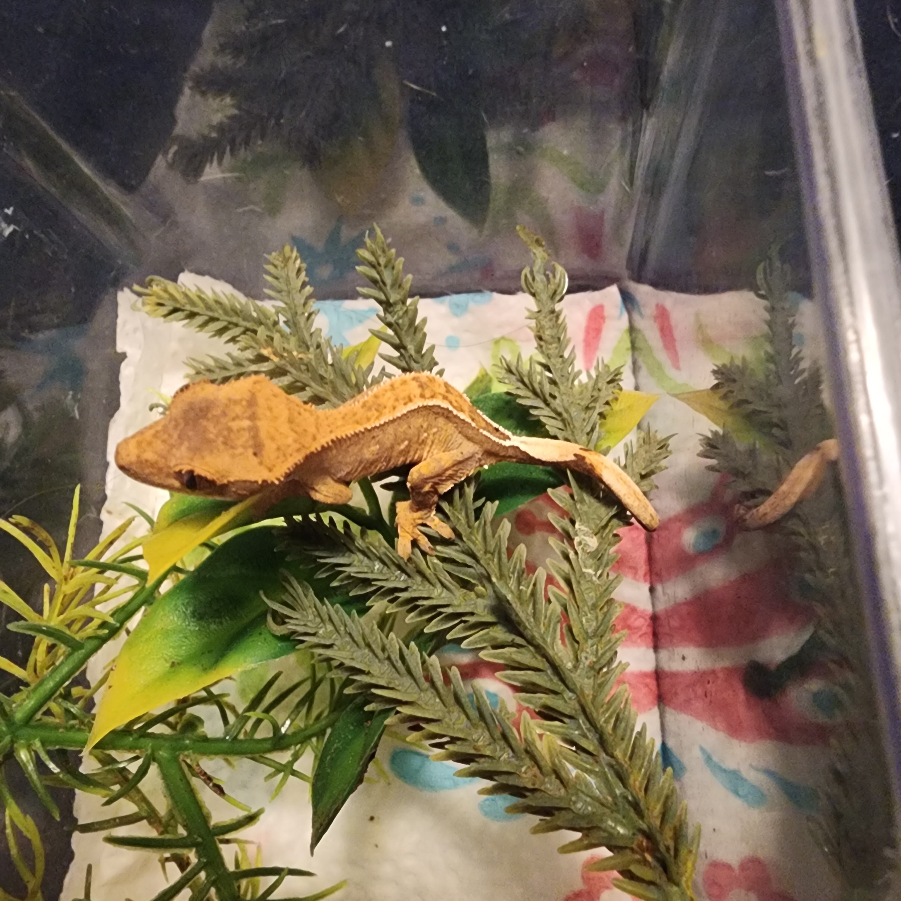 Crested geckos image 1