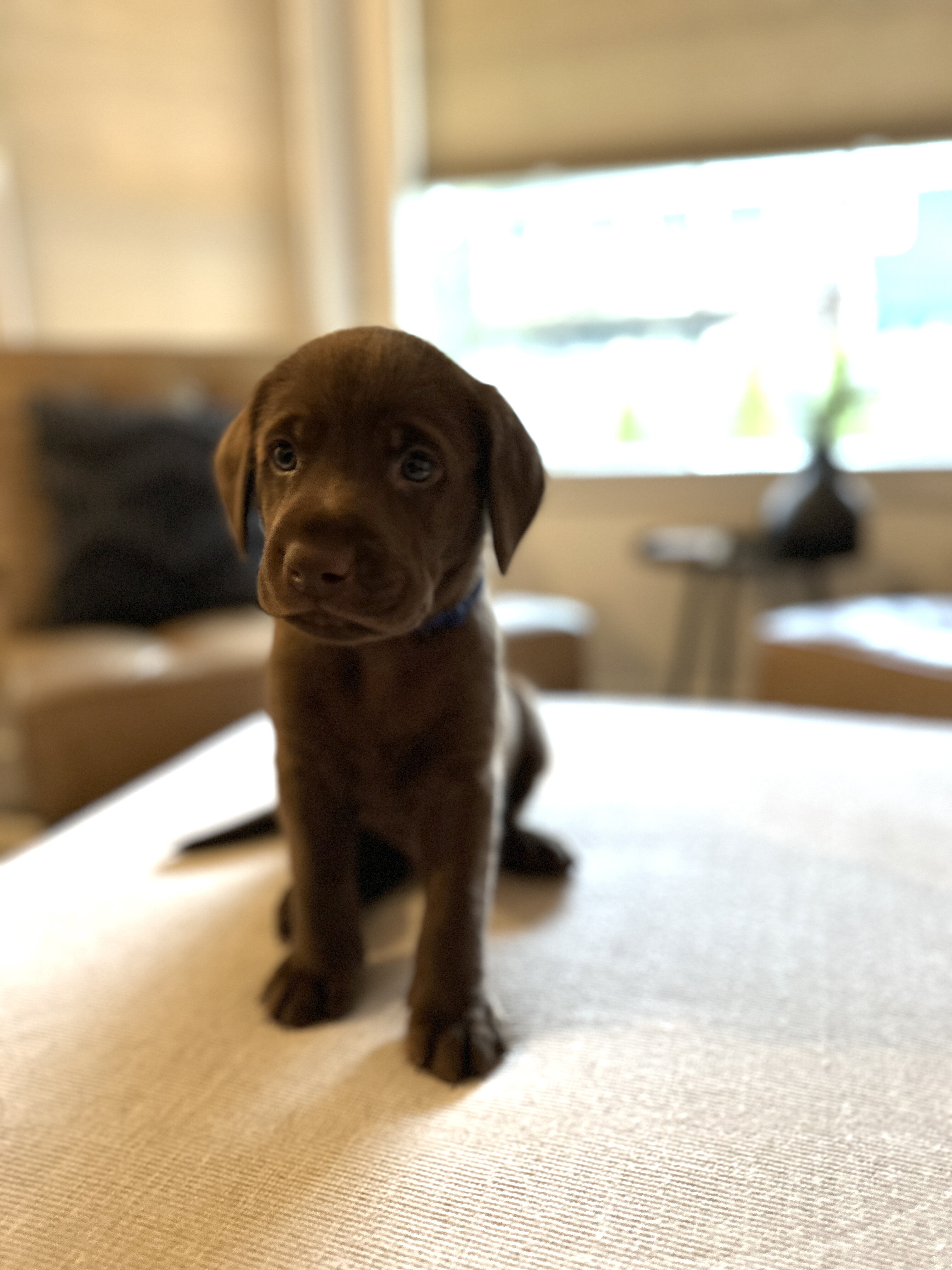Chocolate Labrador Retrievers image 1