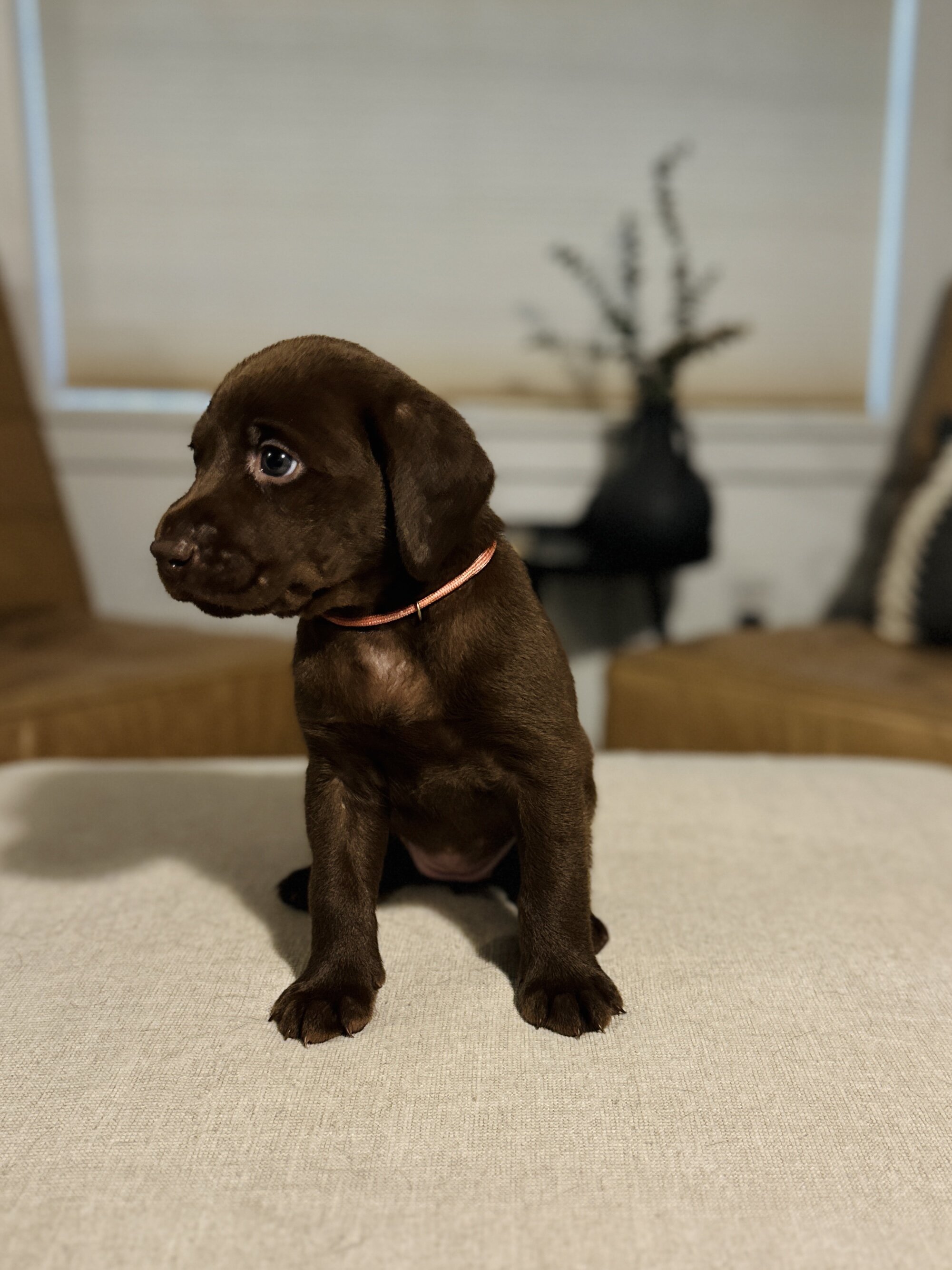 Chocolate Labrador Retrievers image 2