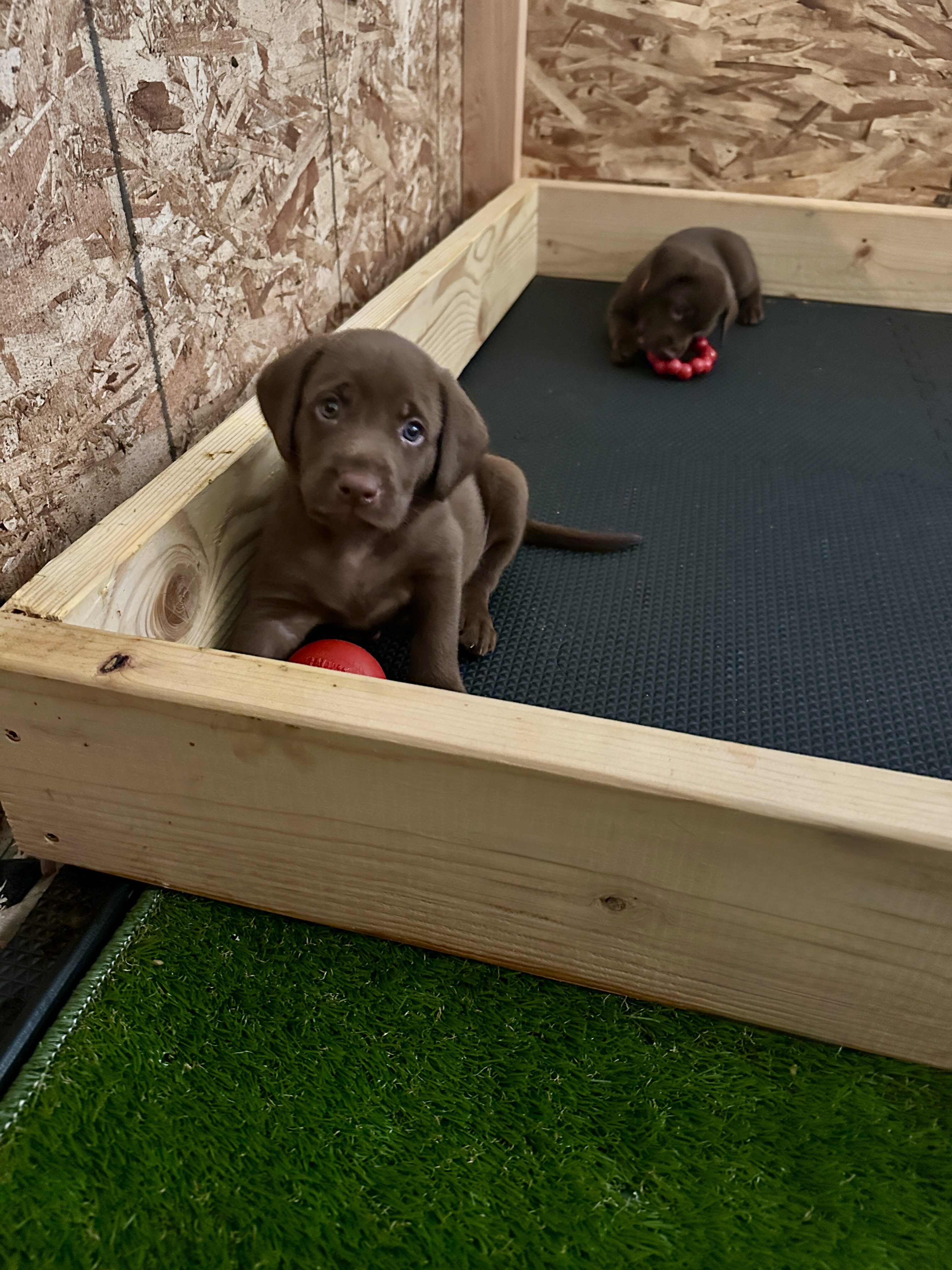 Chocolate Labrador Retrievers image 3
