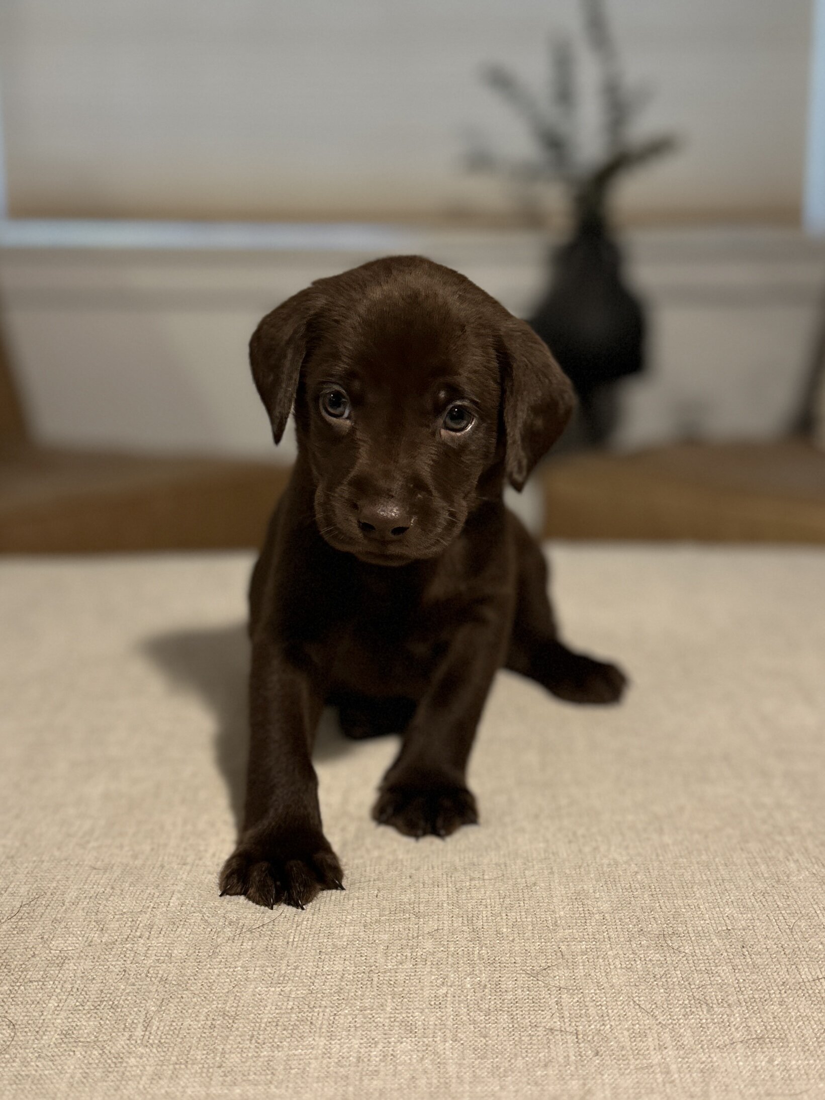 Chocolate Labrador Retrievers image 4