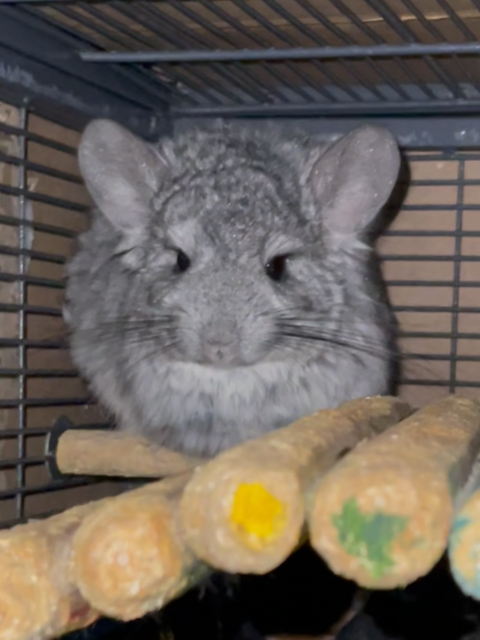 Angora (Long Hair) Male Chinchilla Young image 1