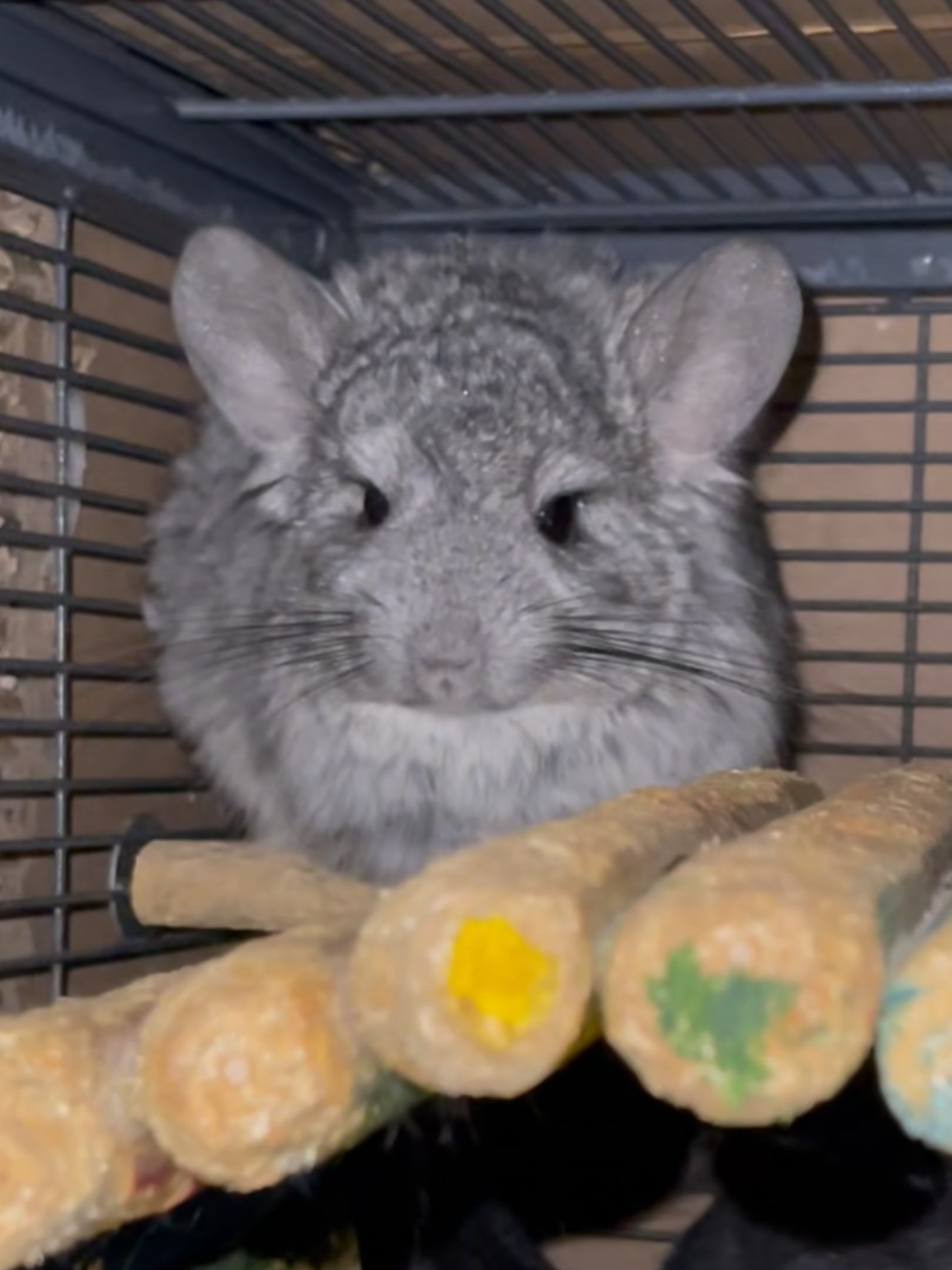 Angora (Long Hair) Male Chinchilla Young image 2