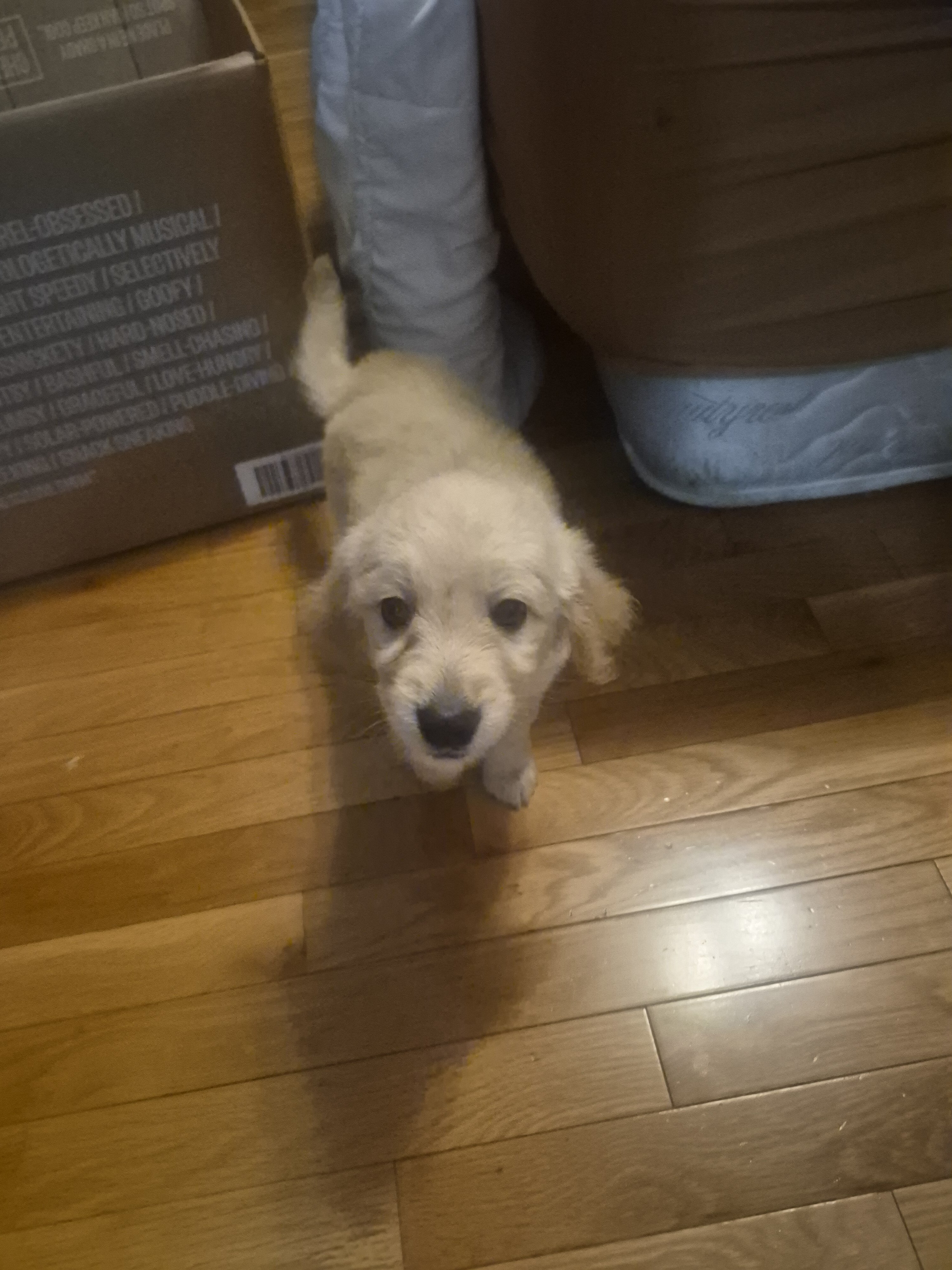 Golfendoodle puppy image 1