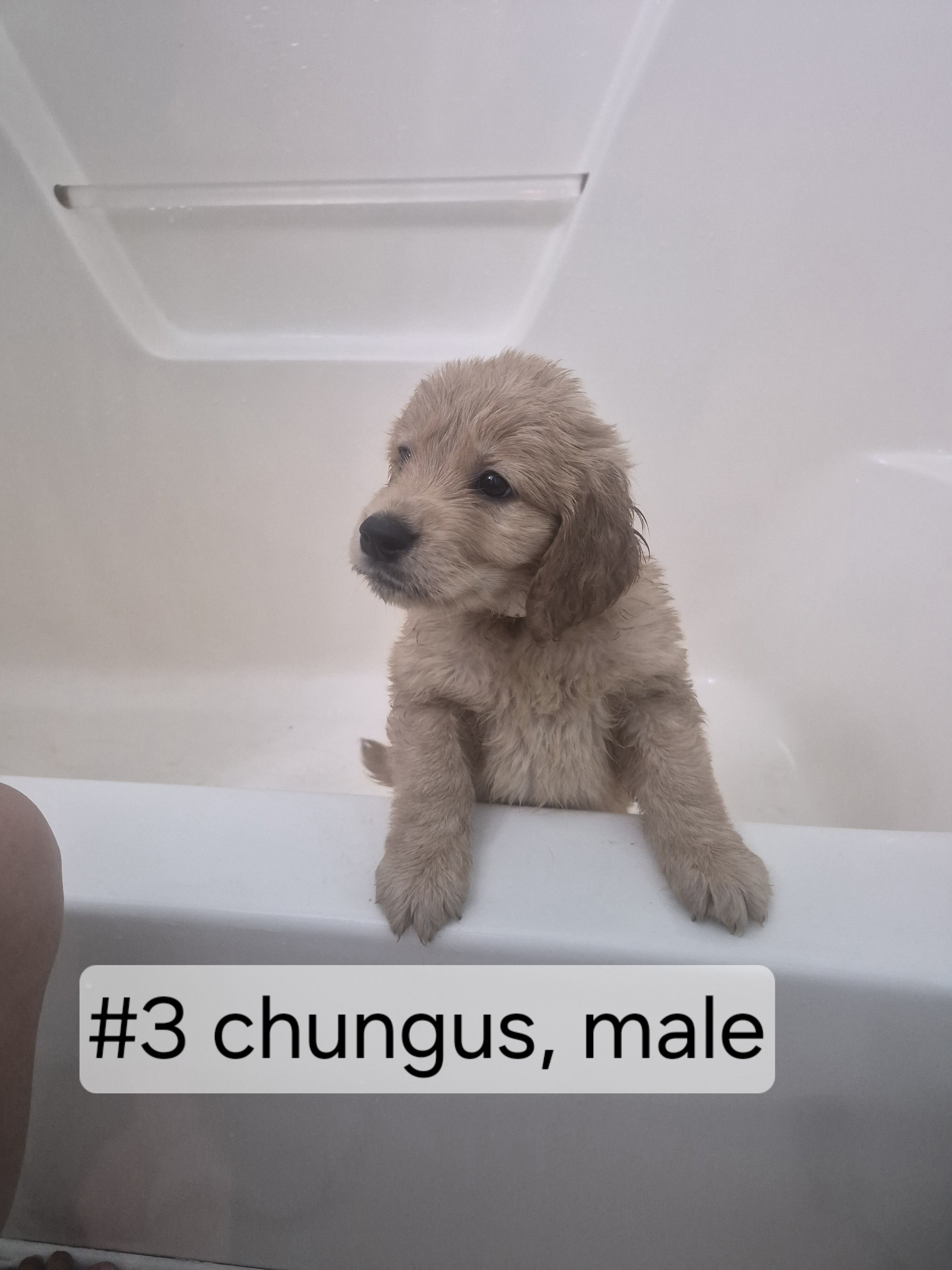 Goldendoodle puppy image 1