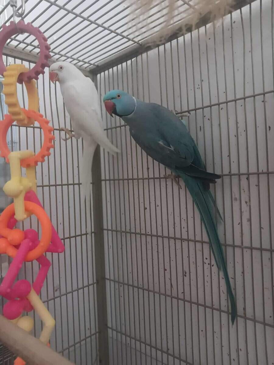 Selling this beautiful pair of Ringnecks image 1