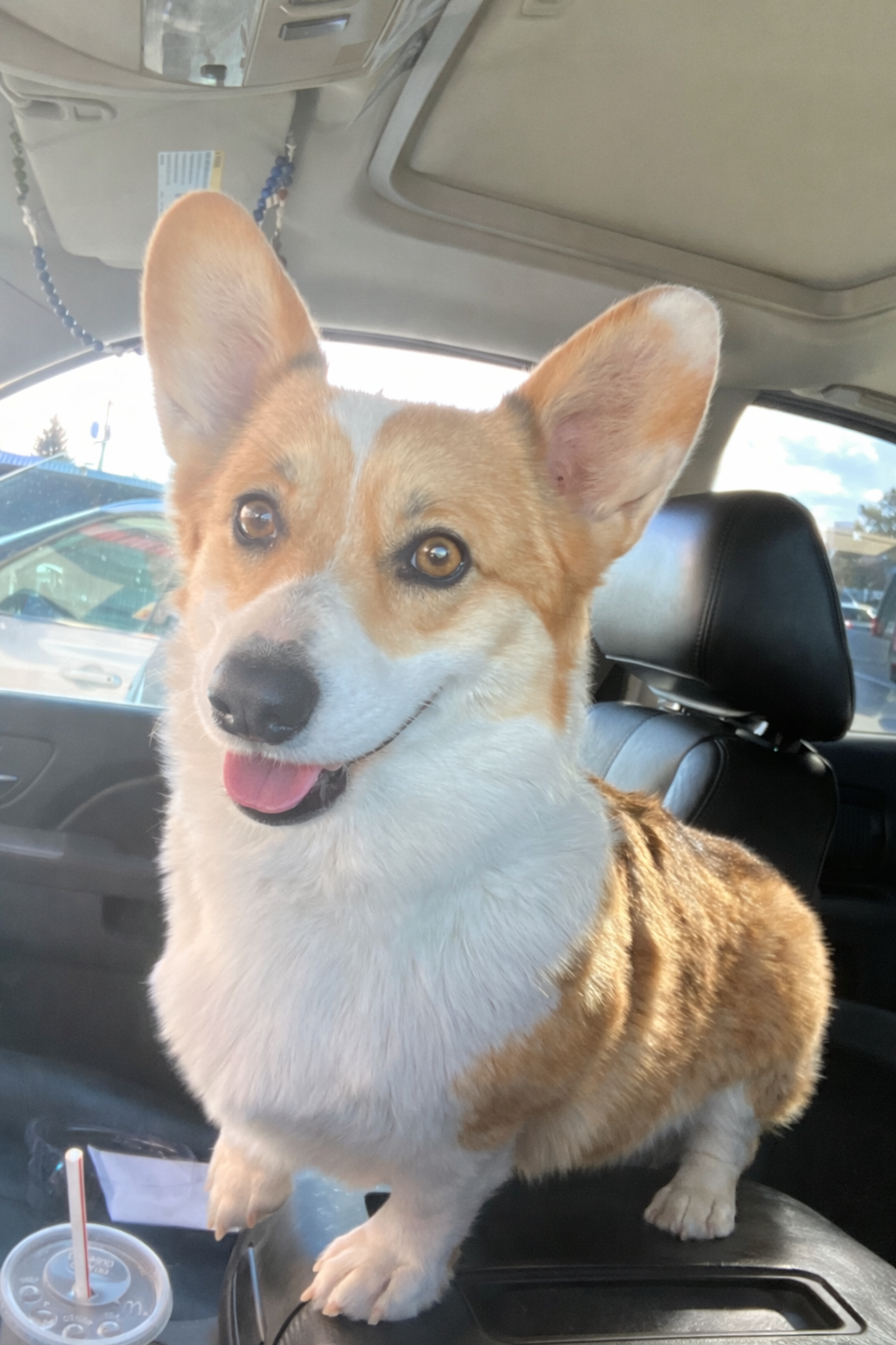 AKC Pembroke Welsh Corgis image 3