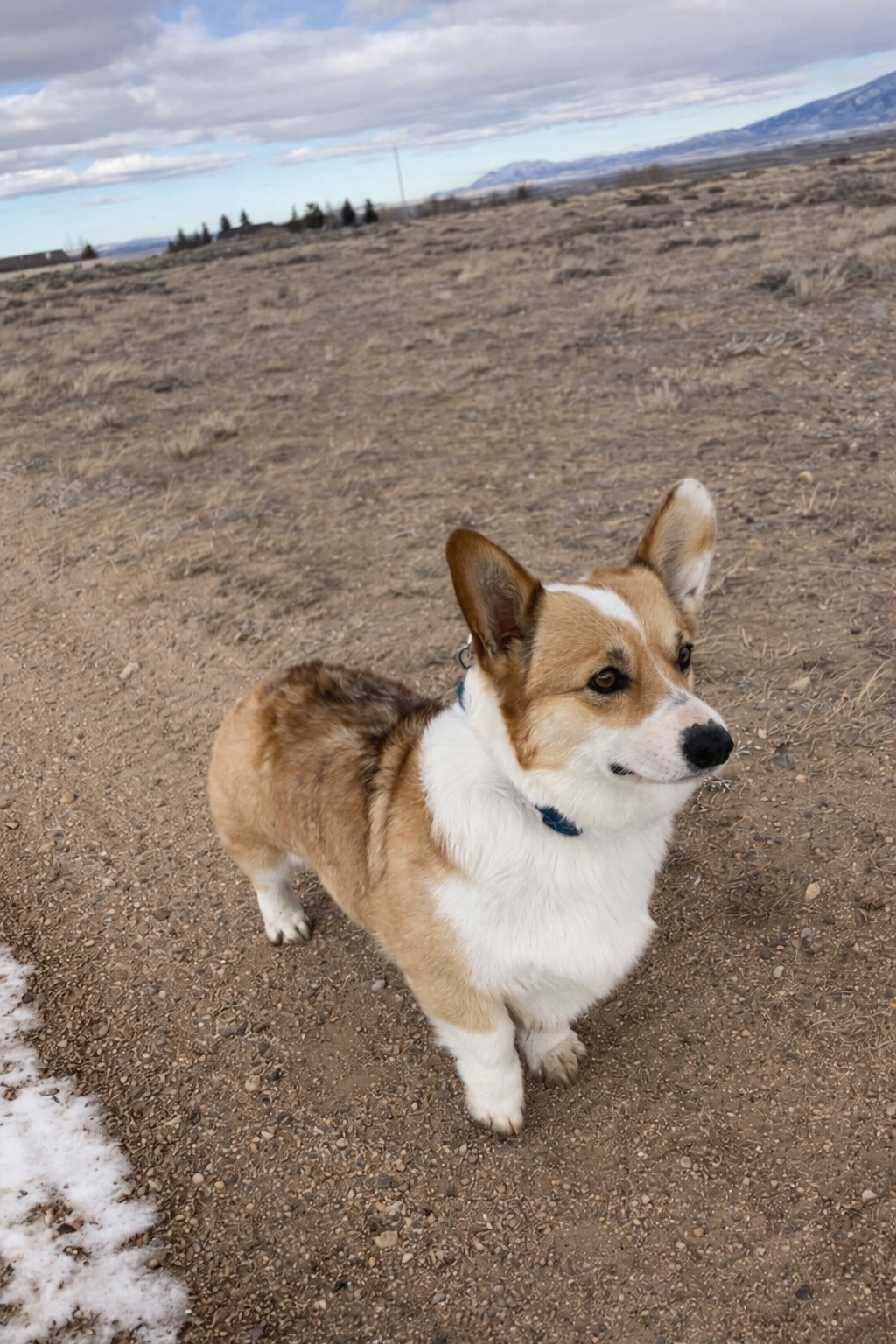 AKC Pembroke Welsh Corgis image 2