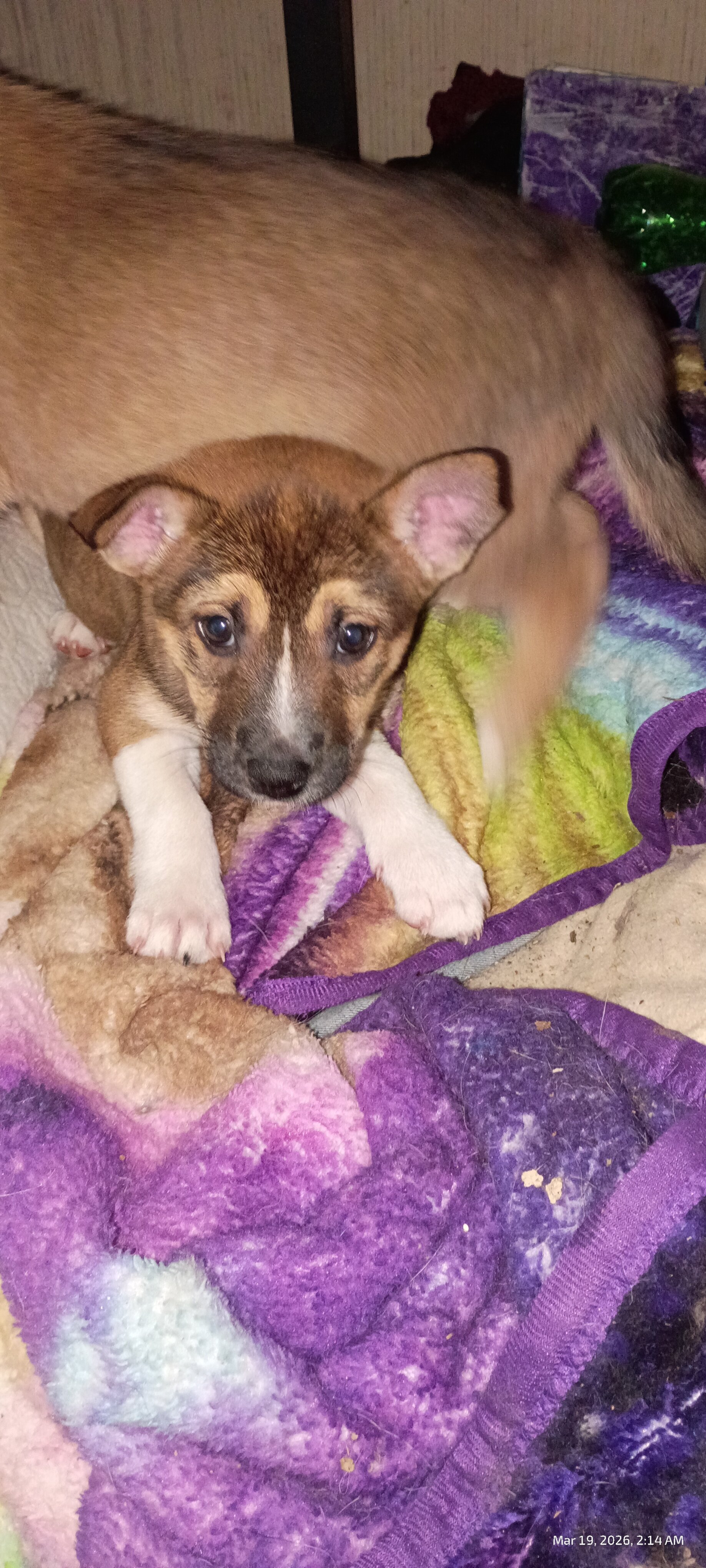 Free puppies image 4