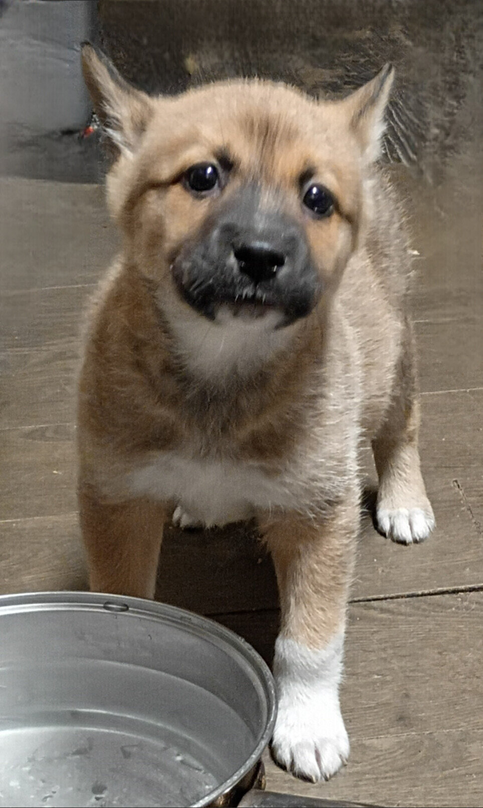 Free puppies image 1