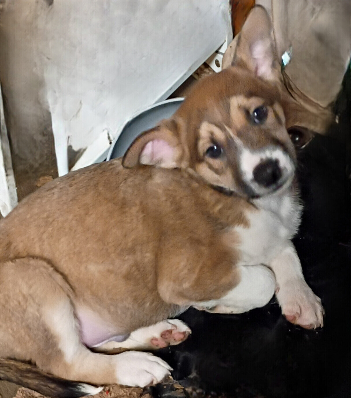 Free puppies image 2