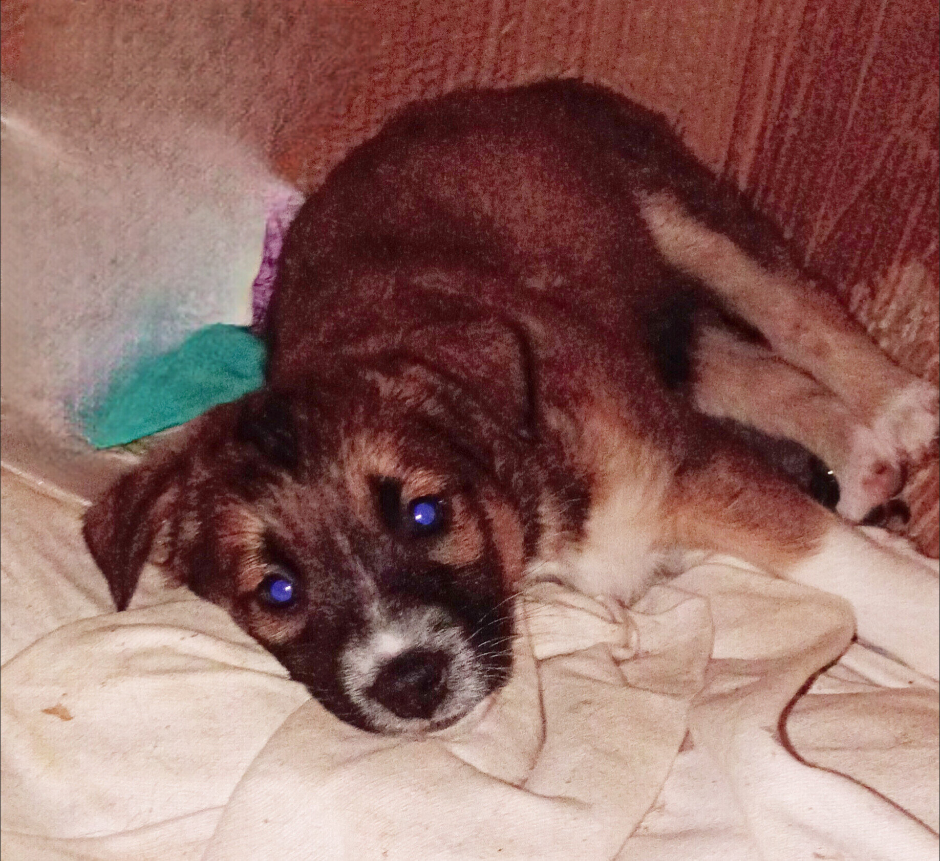 Free puppies image 3