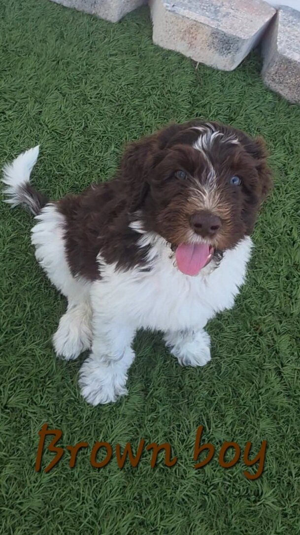 Newfypoo puppies image 8