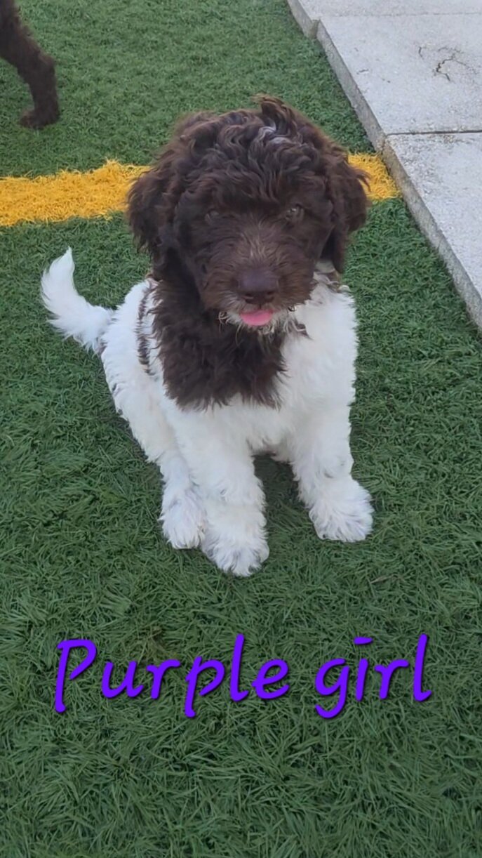 Newfypoo puppies image 7